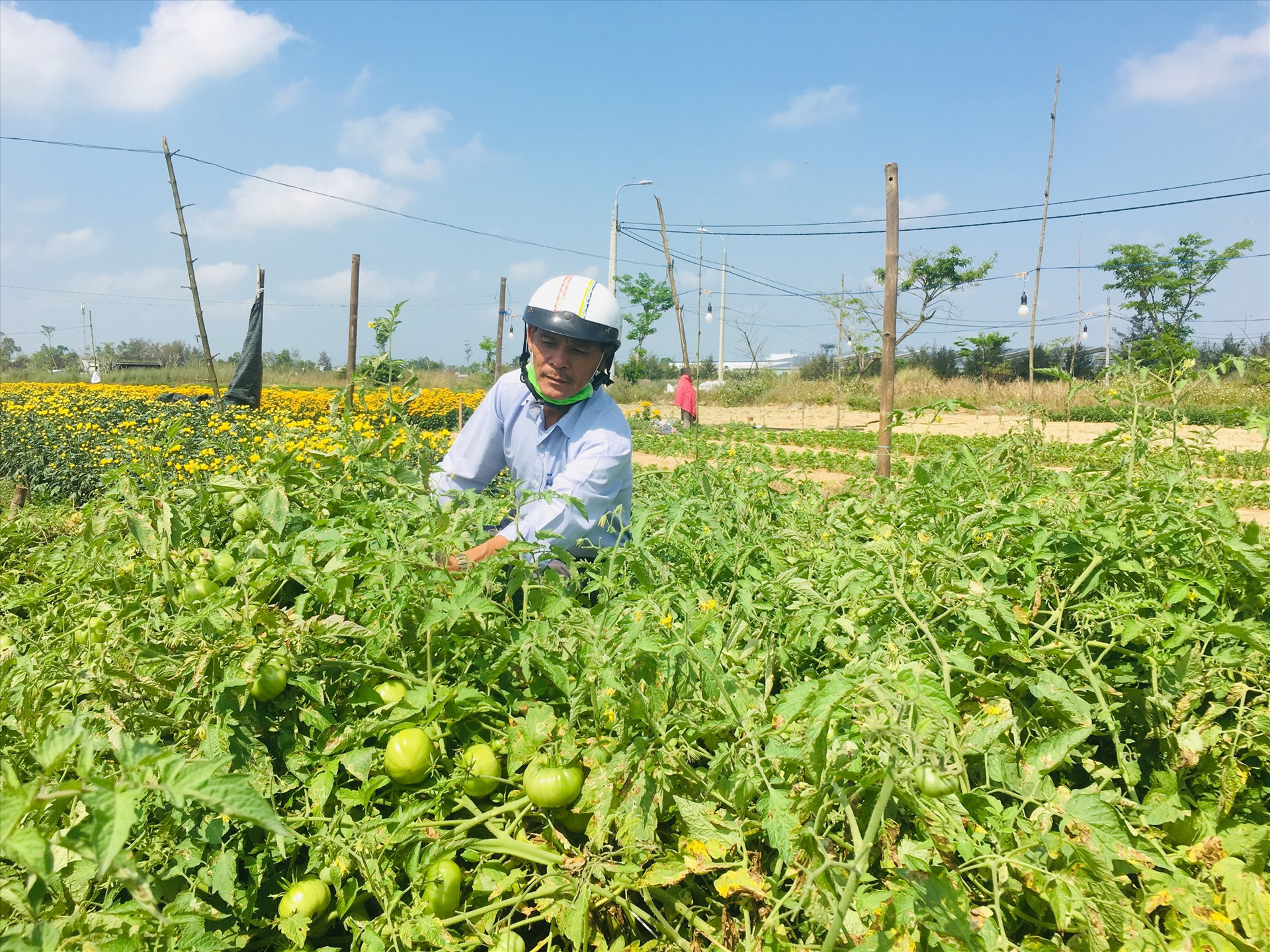 Nông dân phường Điện Nam Trung (thị xã Điện Bàn) phấn khởi vì cà chua năm nay trúng vụ. Ảnh: N.Trang
