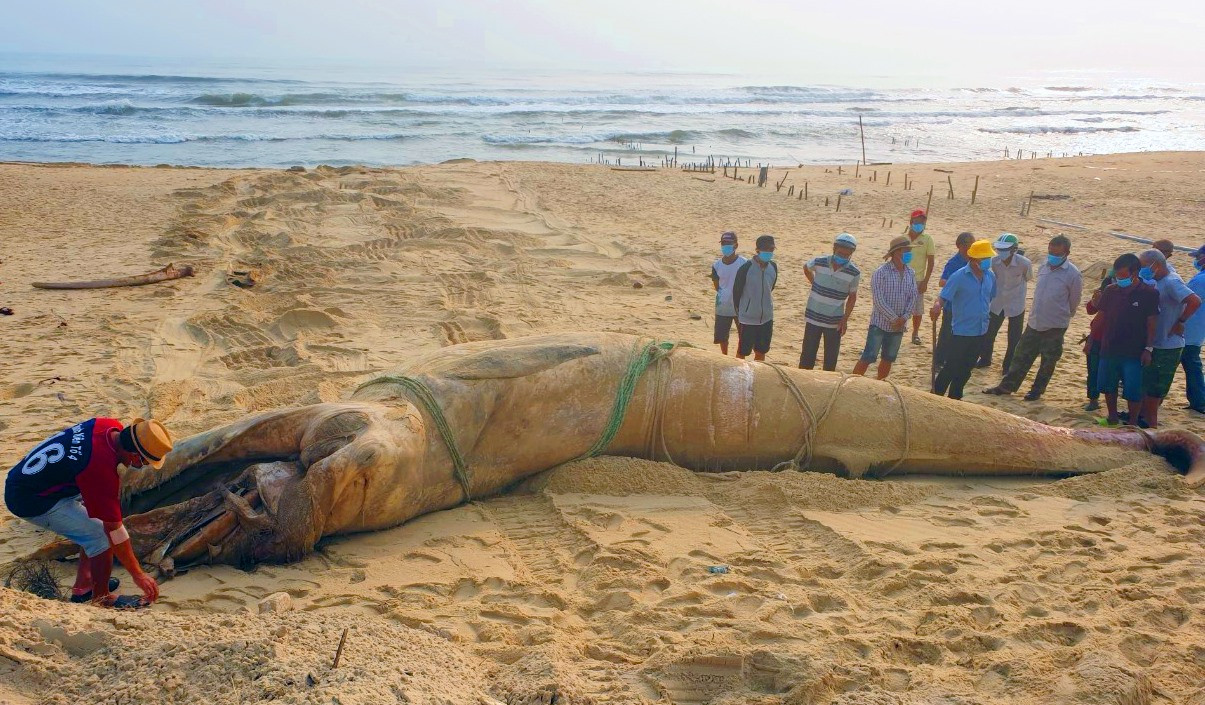 Xác cá heo bị trôi dạt bờ biển xã Bình Nam. Ảnh: VŨ BẢO