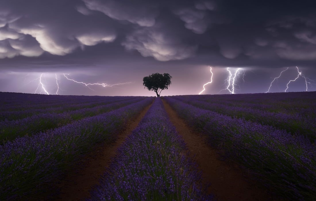 Bức ảnh của nhiếp ảnh gia Tây Ban Nha Juan López Ruiz cho thấy tia chớp trên cánh đồng hoa oải hương ở Guadalajara, Tây Ban Nha. Anh ấy đã chiến thắng ở hạng mục phong cảnh.