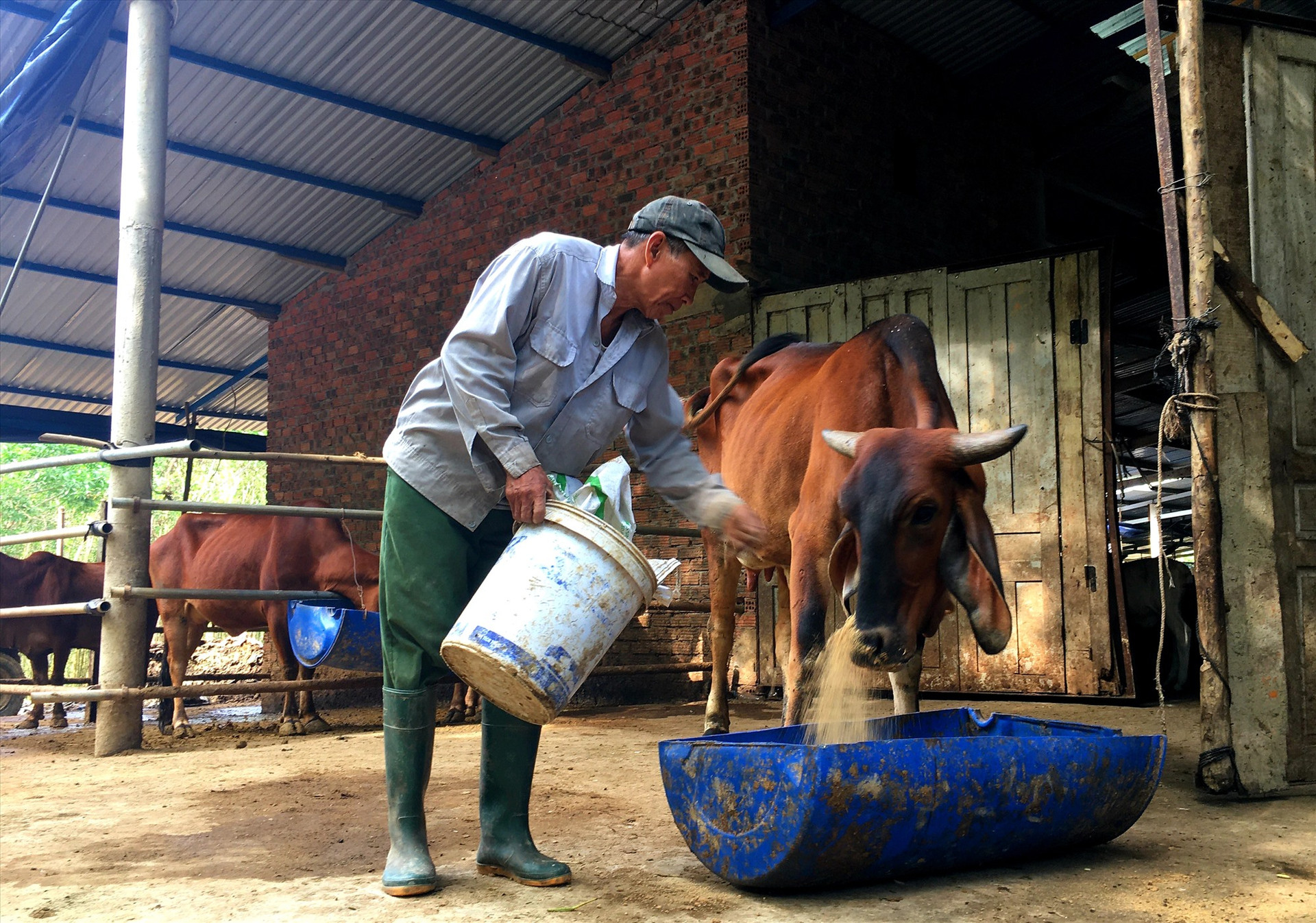 Những năm gần đây, người dân huyện Nông Sơn đầu tư mạnh mô hình nuôi bò thâm canh, phát triển kinh tế. Ảnh: S.A