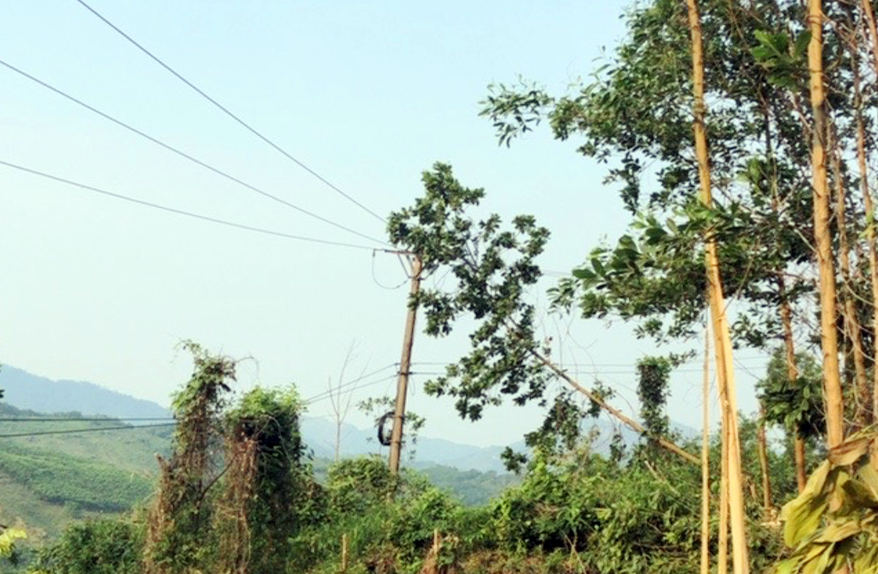 Sự việc khai thác cây làm ngã vào đường dây 35kV tại xã Trà Tân