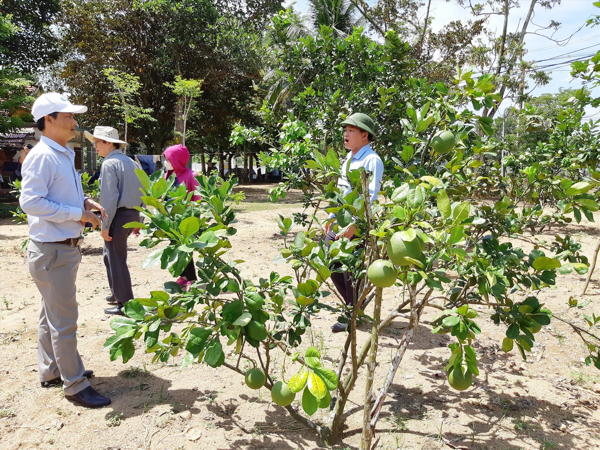 Mô hình trồng cây ăn quả trên đất bạc màu huyện Phú Ninh. Ảnh: HOÀNG LIÊN