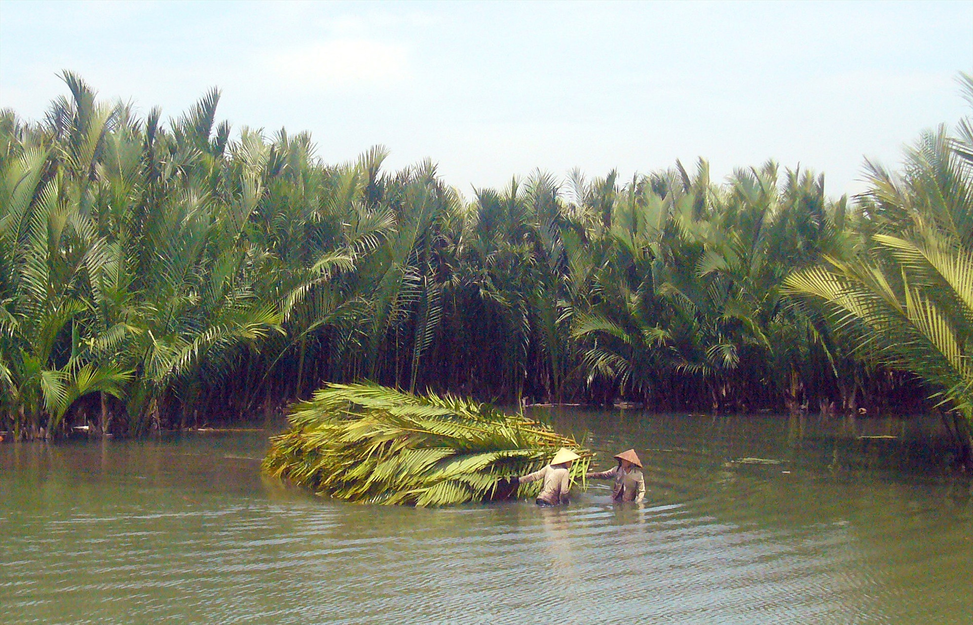 Cộng đồng cư dân xã Cẩm Thanh nêu cao ý thức bảo vệ rừng dừa và giữ vệ sinh môi trường vùng sông nước. Ảnh: ĐỖ HUẤN