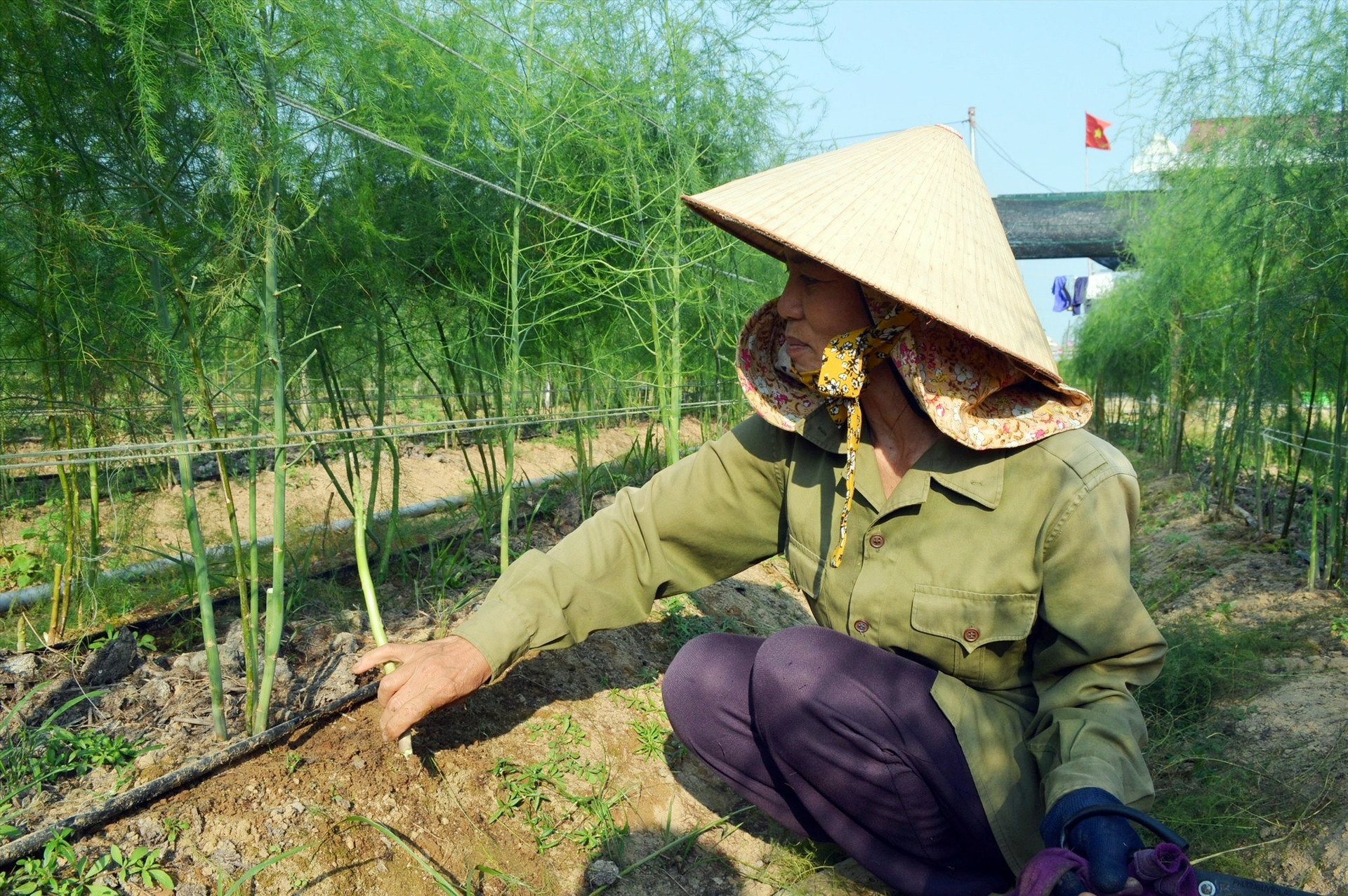 Mô hình trồng măng tây xanh đang được phát triển nhân rộng ở Điện Bàn