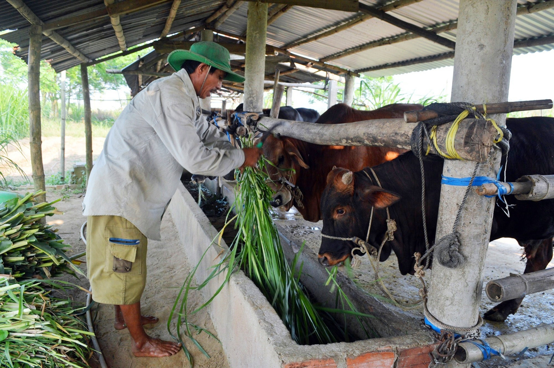 Việc chuyển đổi các mô hình chăn nuôi ở Điện Bàn đã góp phần nâng cao chuỗi giá trị nông nghiệp