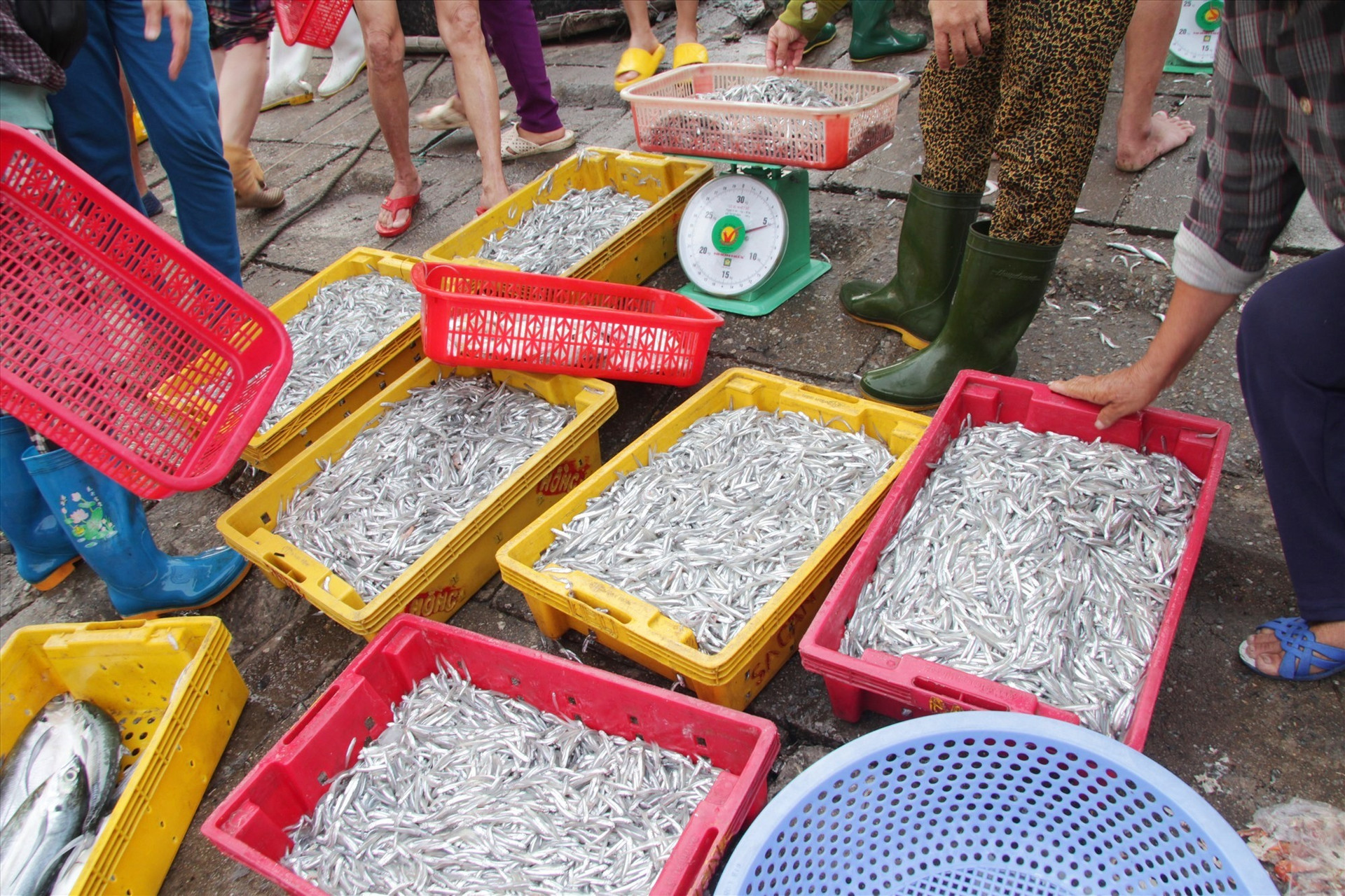 Thu mua cá cơm tại cảng cá An Lương.