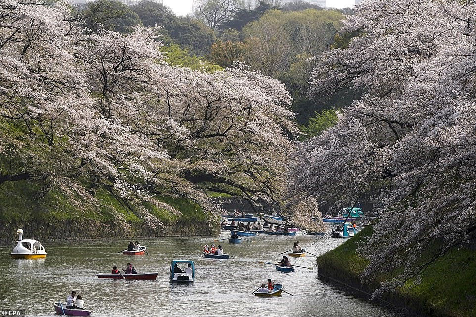 Hoa anh đào nở rộ khiến các dòng sông Nhật Bản thêm thơ mộng. ẢnhInternewcast