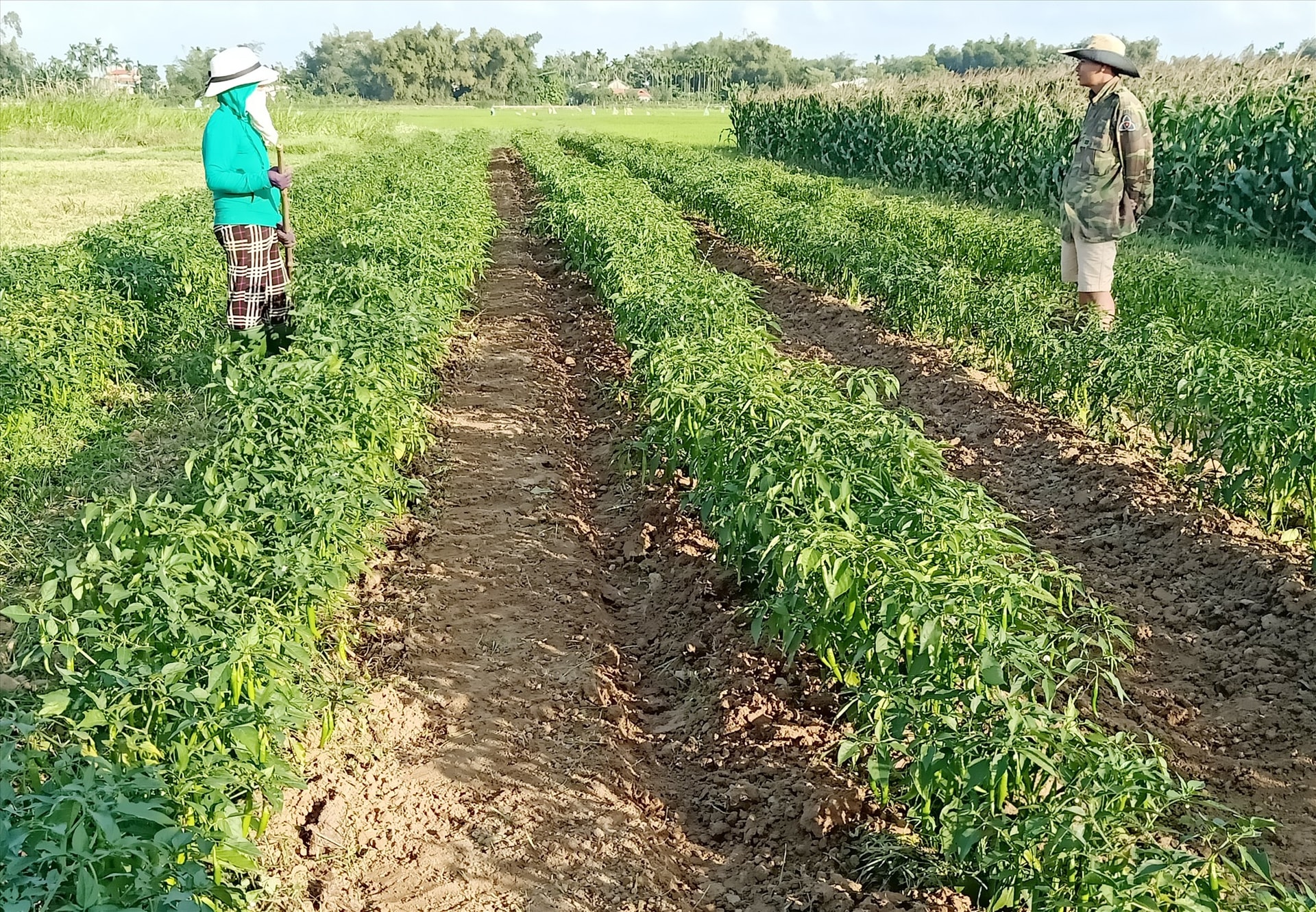 Ruộng ớt của nông dân đã đến kỳ thu hoạch nhưng phải cầm cự chờ thương lái. Ảnh: H.LIÊN