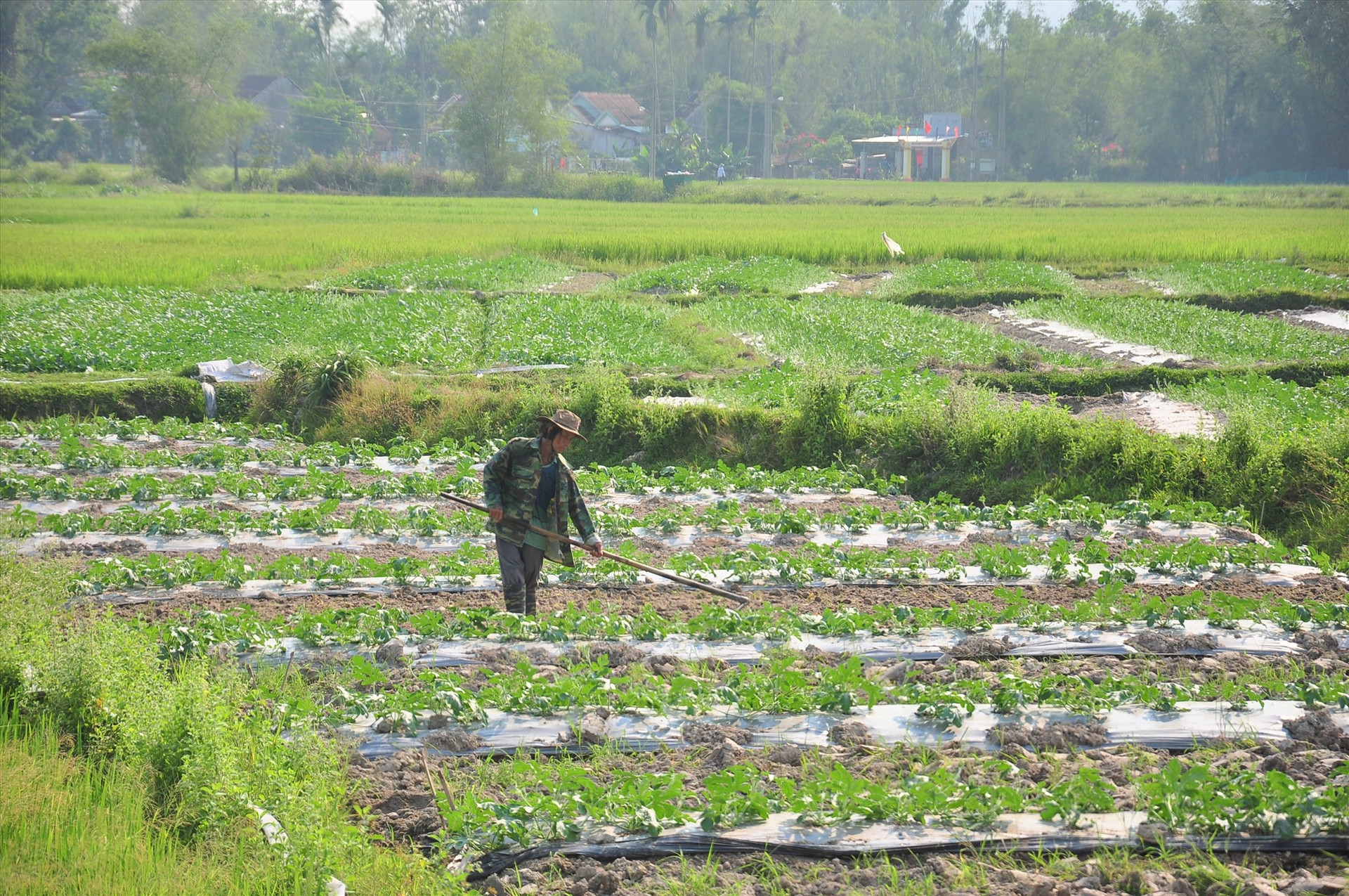 Người dân Phú Ninh chăm sóc cây trồng vụ đông xuân 2020 - 2021. Ảnh: V.A