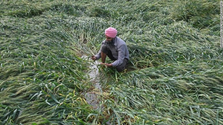 Một diện tích lớn cây lúa mì tại Ấn Độ vừa ngã đổ và ngập chìm trong nước do mưa lớn bất thường. Ảnh: Gettyimage