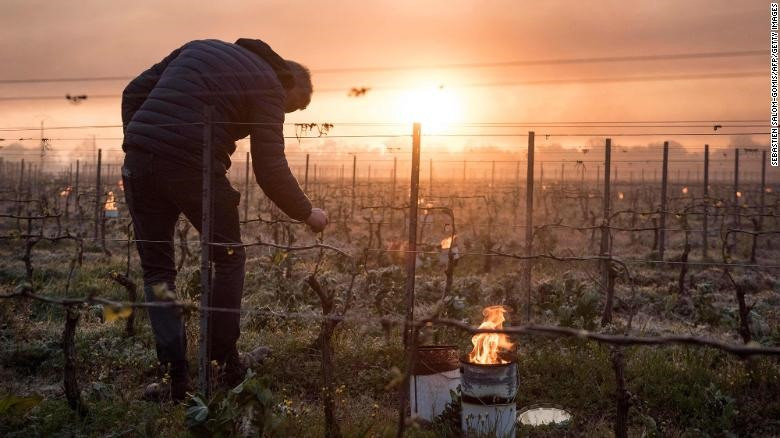 Một nông trại nho tại Pháp được thắp sáng để tăng nhiệt độ giữ ấm cho cây trồng trước hiện tượng sương giá nặng nề. Ảnh: Gettyimages