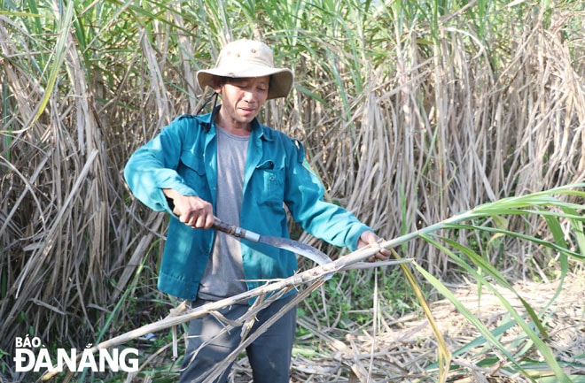 Mía là loại cây trồng chủ lực trong sản xuất nông nghiệp, mang lại thu nhập chính cho nhiều hộ dân trên địa bàn xã Hòa Bắc. TRONG ẢNH: Ông Nguyễn Quang, người dân thôn Nam Yên đang thu hoạch mía.  Ảnh: VĂN HOÀNG