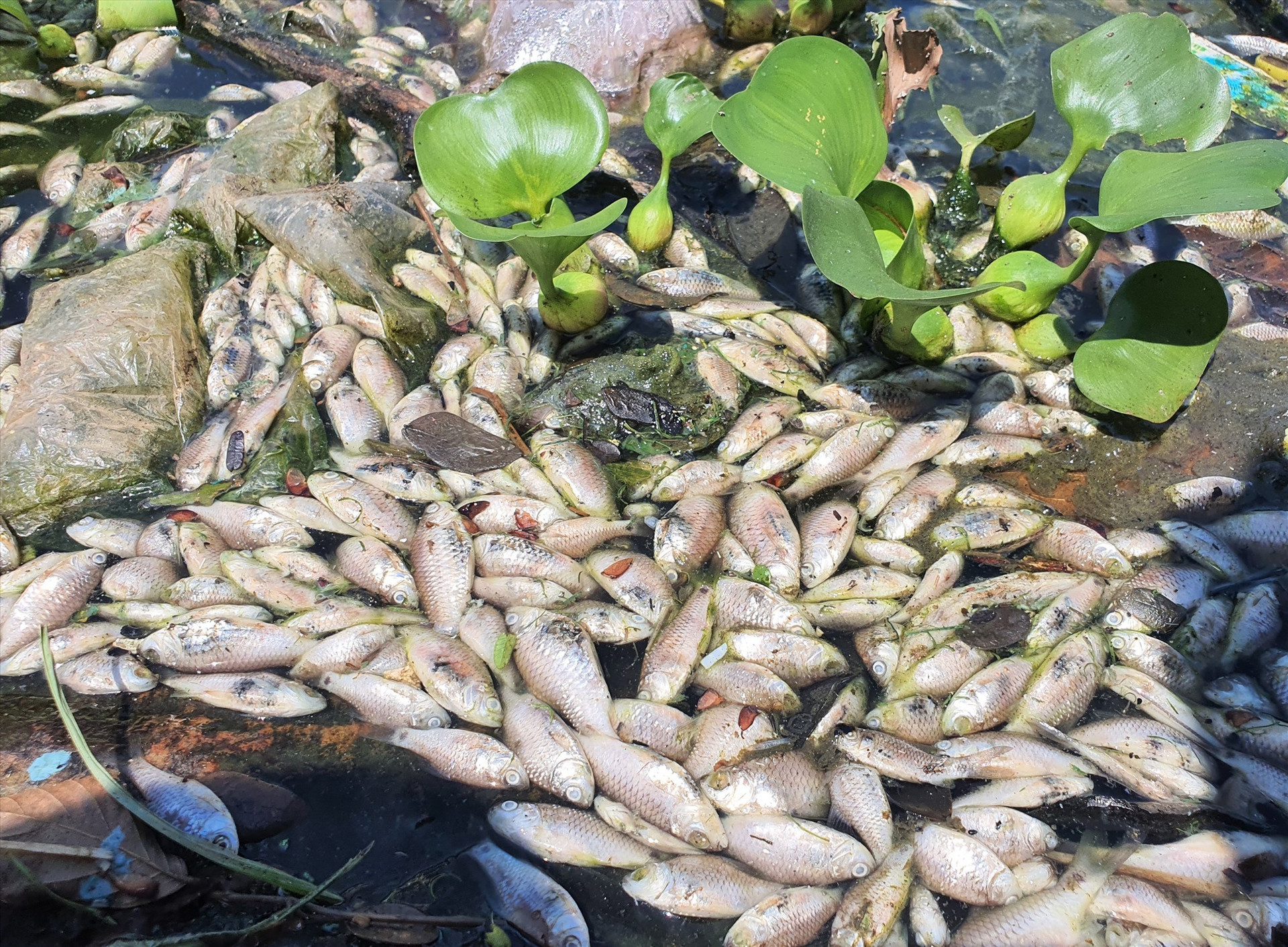 Cá chết bất thường tại hồ điều hòa Nguyễn Du. Ảnh: HOÀI AN