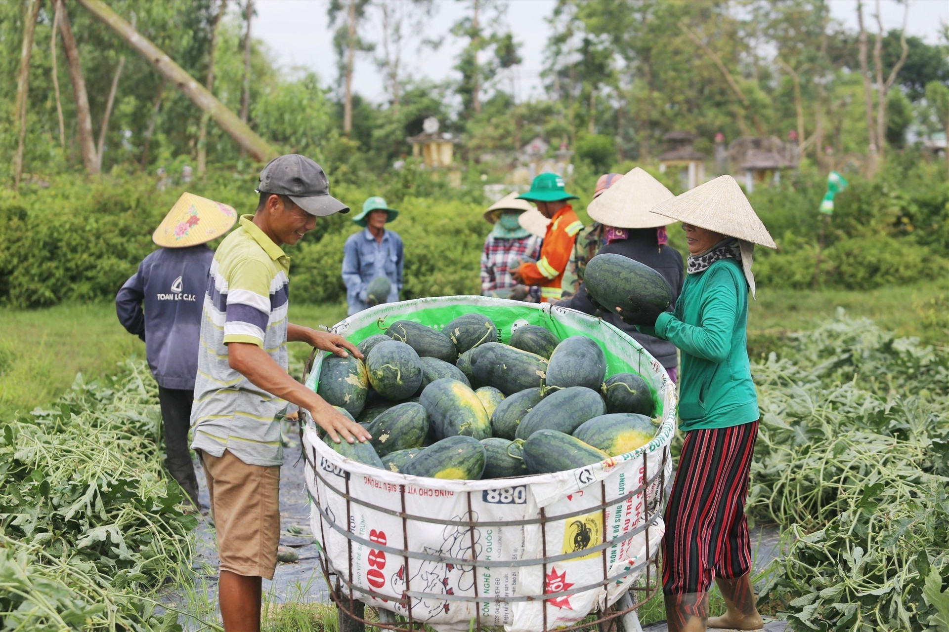 Nông dân Phú Ninh thu hoạch dưa hấu. Ảnh: B.A