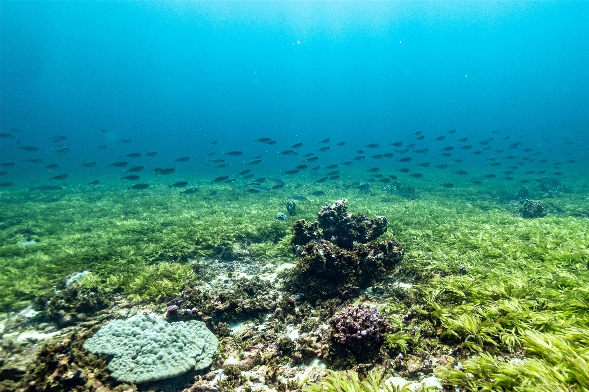 Thảm cỏ biển có thể là nơi cung cấp thức ăn cho sinh vật biển. Ảnh: Reuters