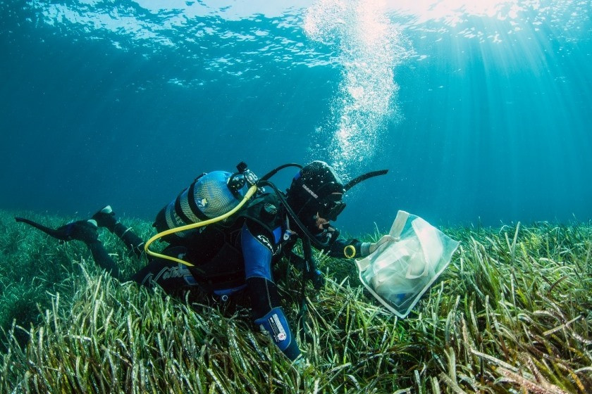 Một nhà khoa học đang thực hiện các nghiên cứu tại một thảm cỏ biển. Ảnh: UNEP