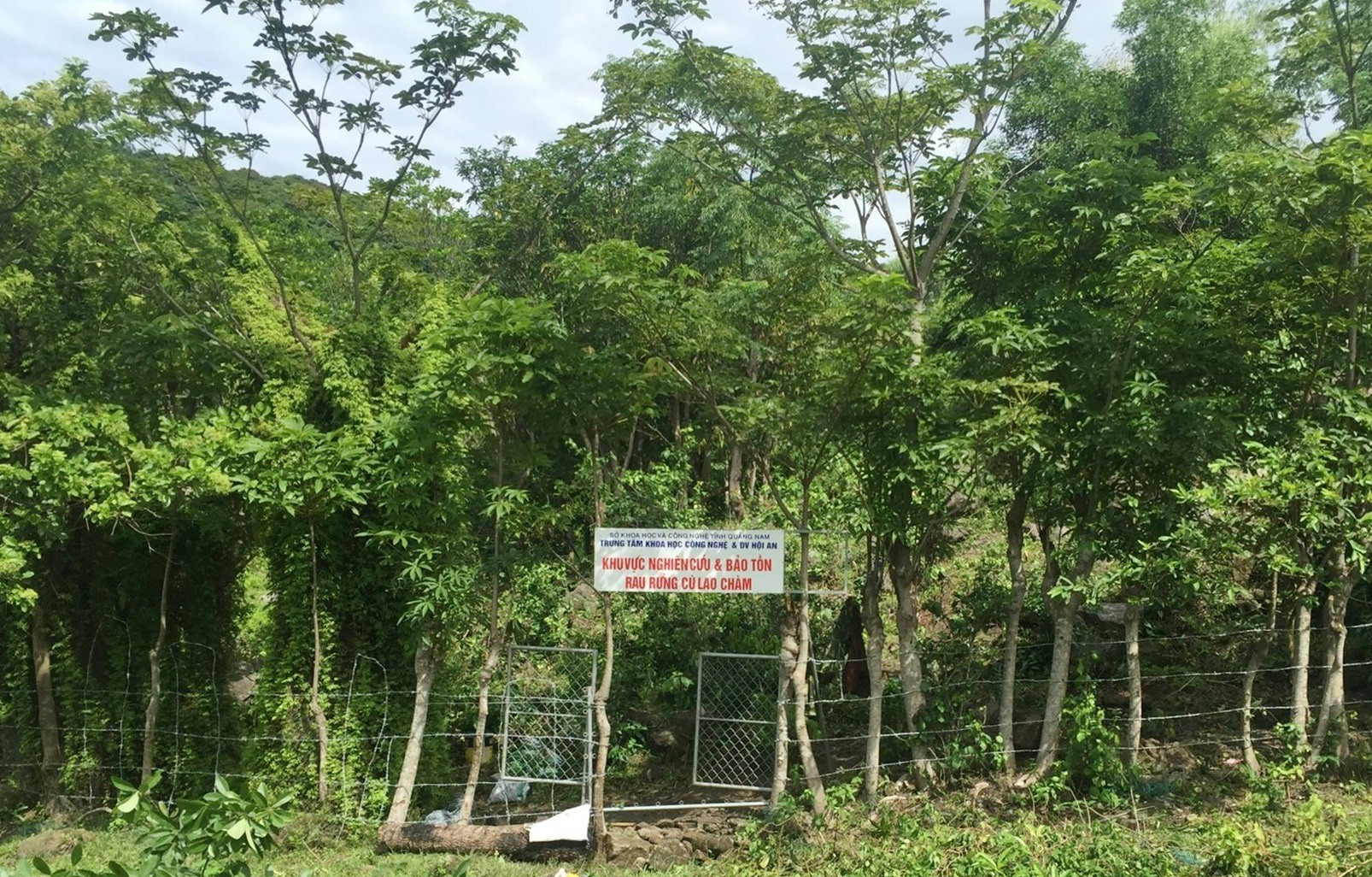 Khu vực nghiên cứu, bảo tồn các loài rau rừng Cù Lao Chàm. Ảnh: HOÀNG LIÊN