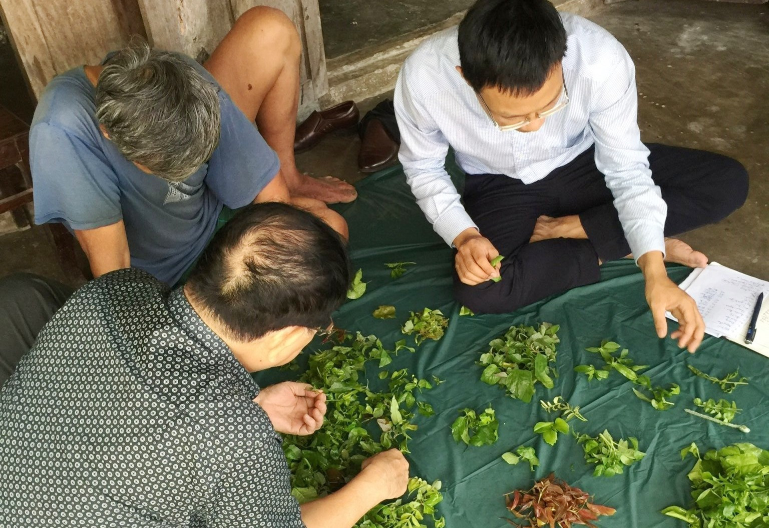 Các nhà khoa học nghiên cứu về các loại rau rừng Cù Lao Chàm. Ảnh: HOÀNG LIÊN