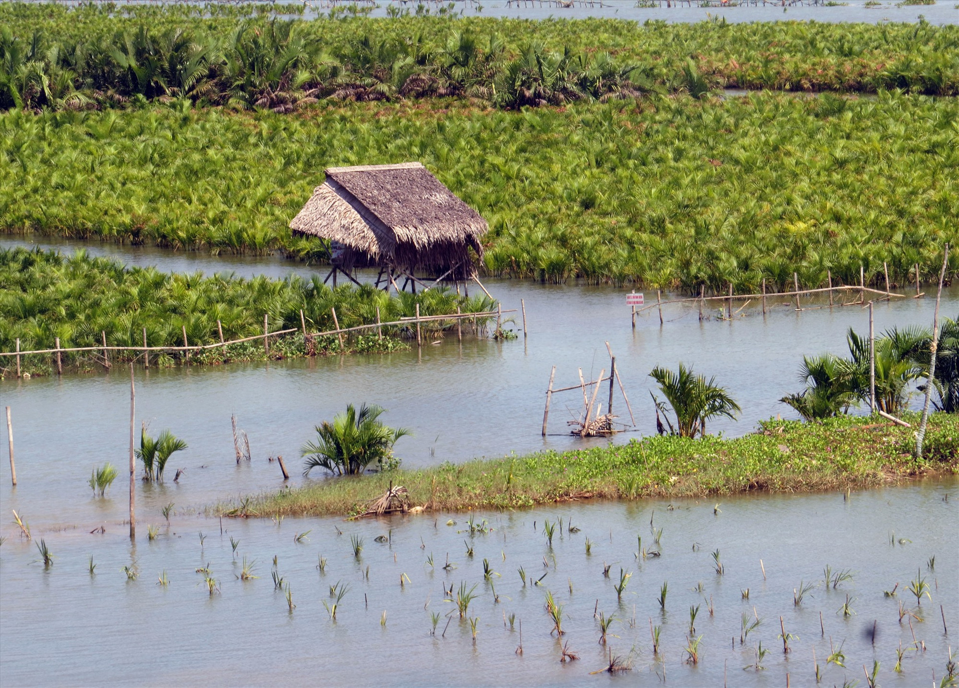 Mô hình trồng rừng dừa nước tạo “lá chắn xanh” ở Hội An. Ảnh: HOÀNG LIÊN