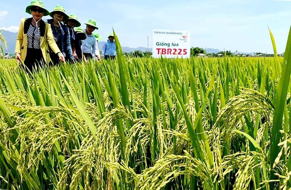 Khảo sát, đánh giá tình hình sinh trưởng và phát triển của những ruộng lúa TBR225 ở xã Đại Minh (Đại Lộc). Ảnh: N.P
