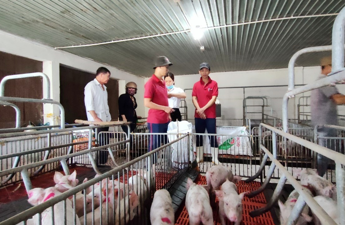Công ty Hùng Vân vẫn tiếp tục tái đàn, chăn nuôi heo theo hình ảnh thực tế vào sáng 21.4. Ảnh: D.L