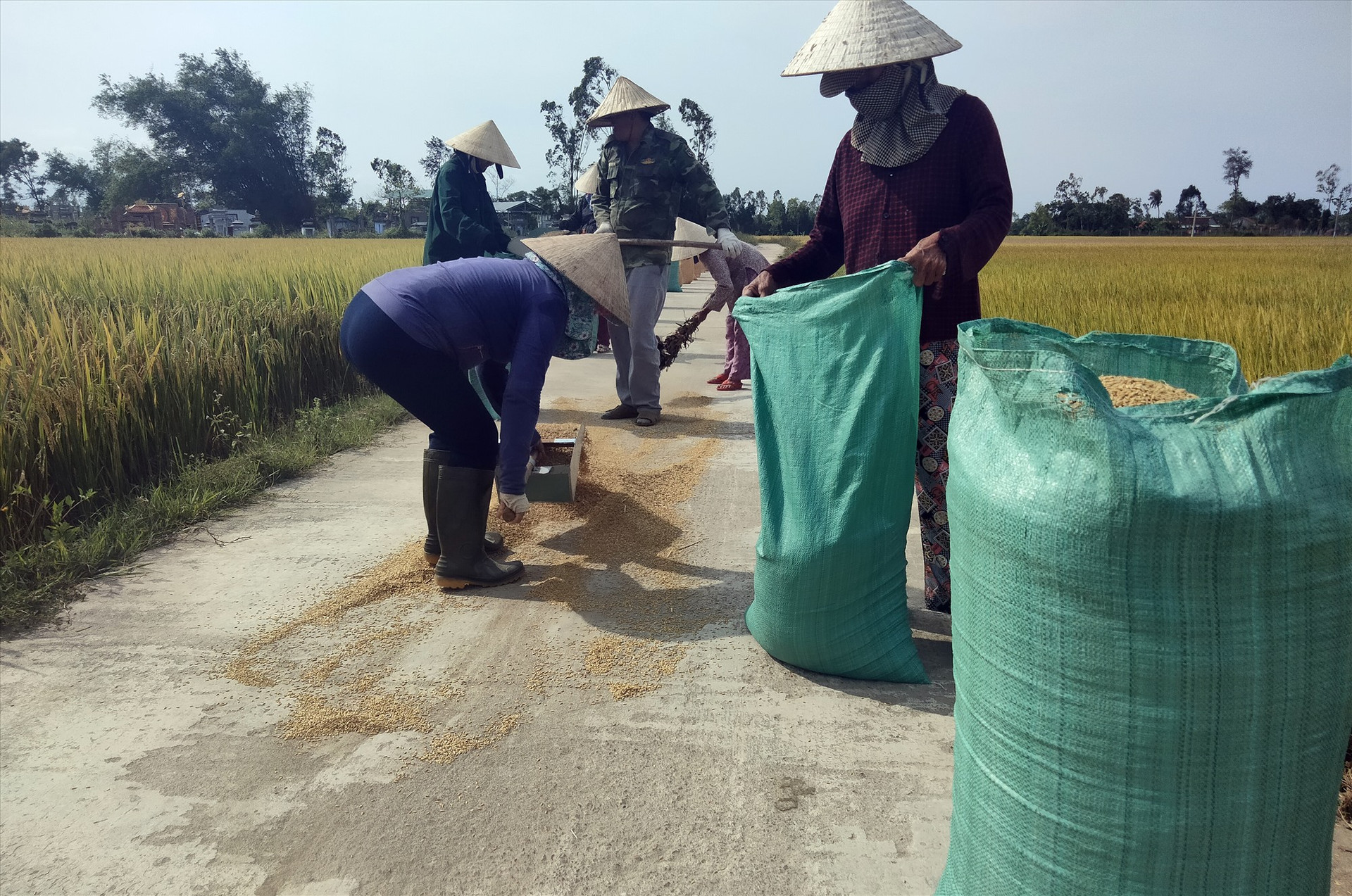 Nông dân xã Bình Chánh phơi lúa khô.