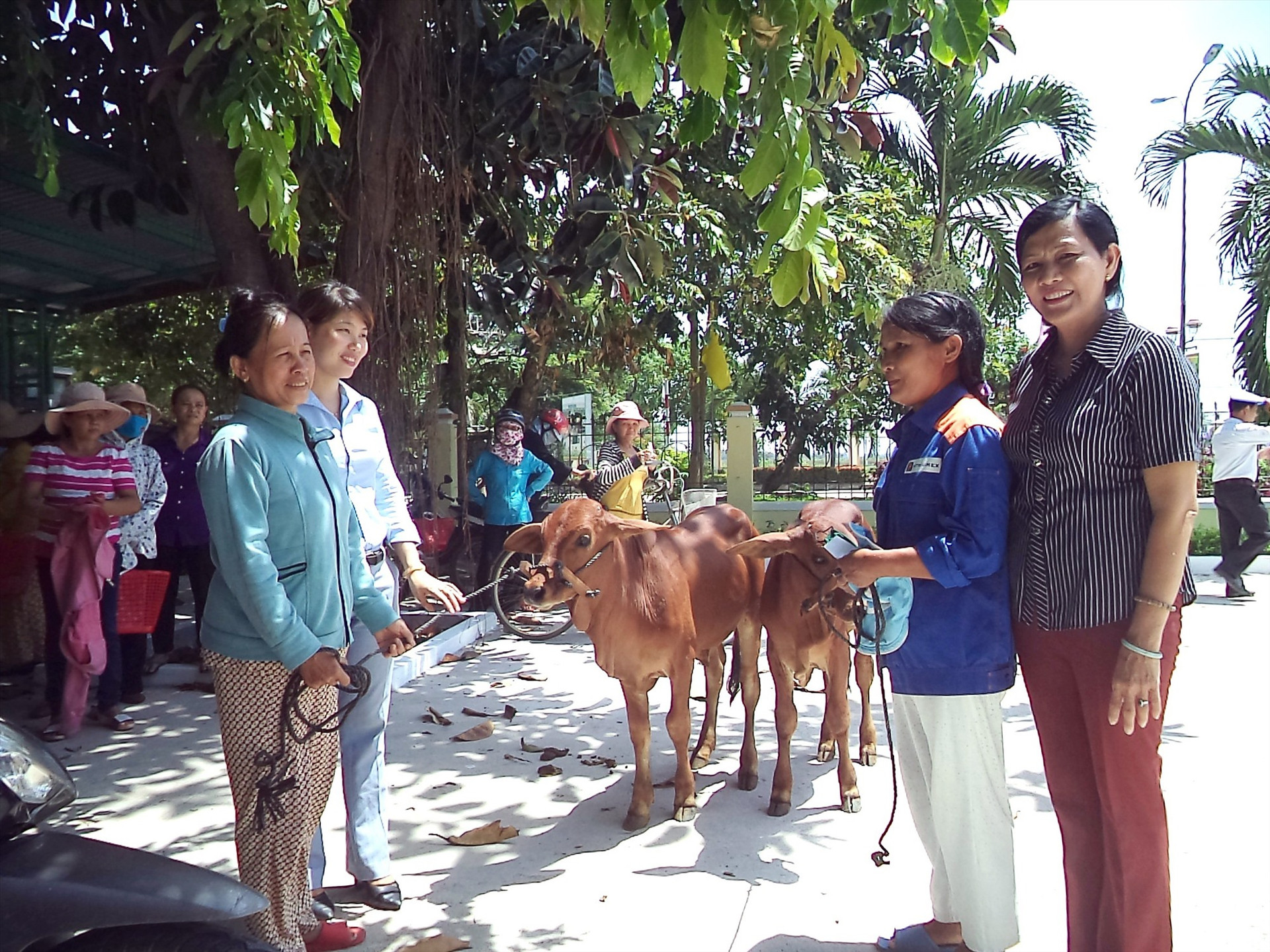 Trao phương tiện sinh kế là bò giống để giúp phụ nữ xã Điện Quang có điều kiện thoát nghèo. Ảnh: C.T