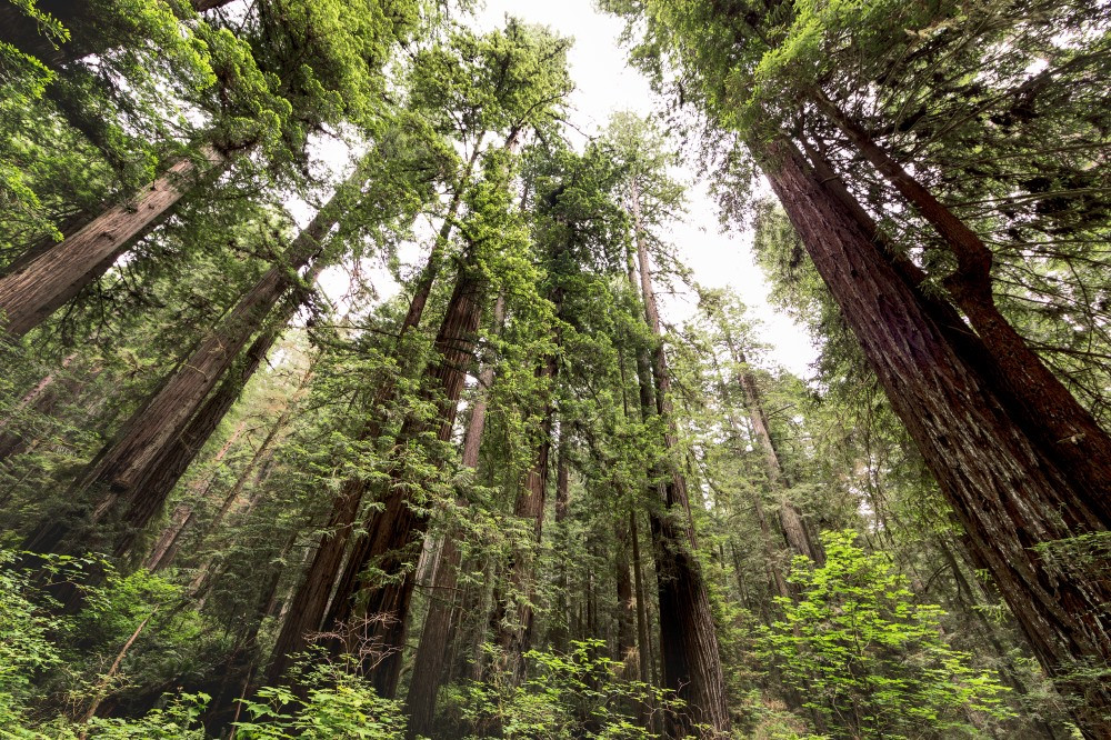Trồng nhiều cây hơn và bảo tồn các khu rừng hiện có là rất quan trọng để thu giữ CO2