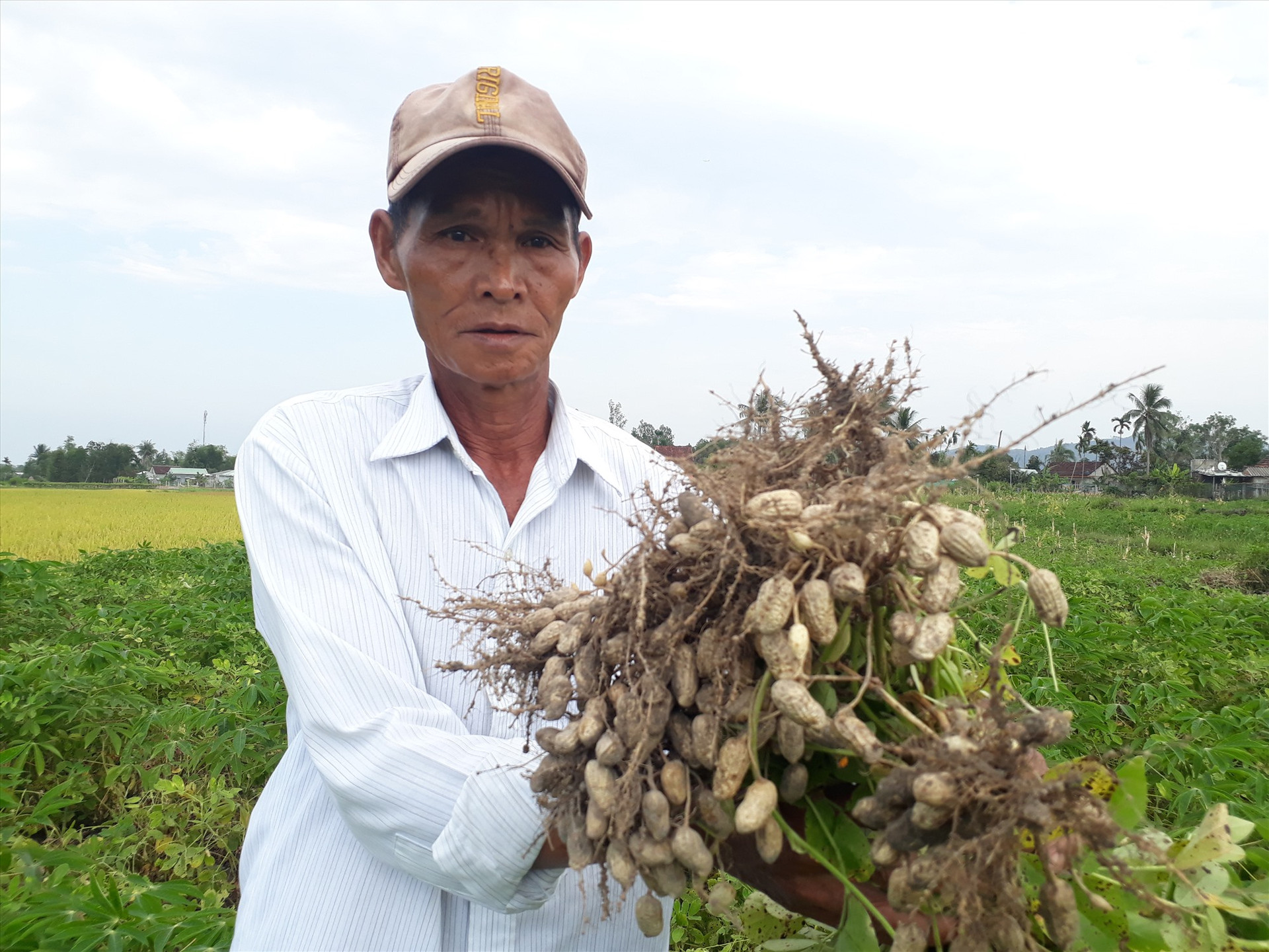 Mô hình trồng đậu phụng phủ bạt xen sắn tại xã Quế An (Quế Sơn) cho giá trị kinh tế cao. Ảnh: T.L