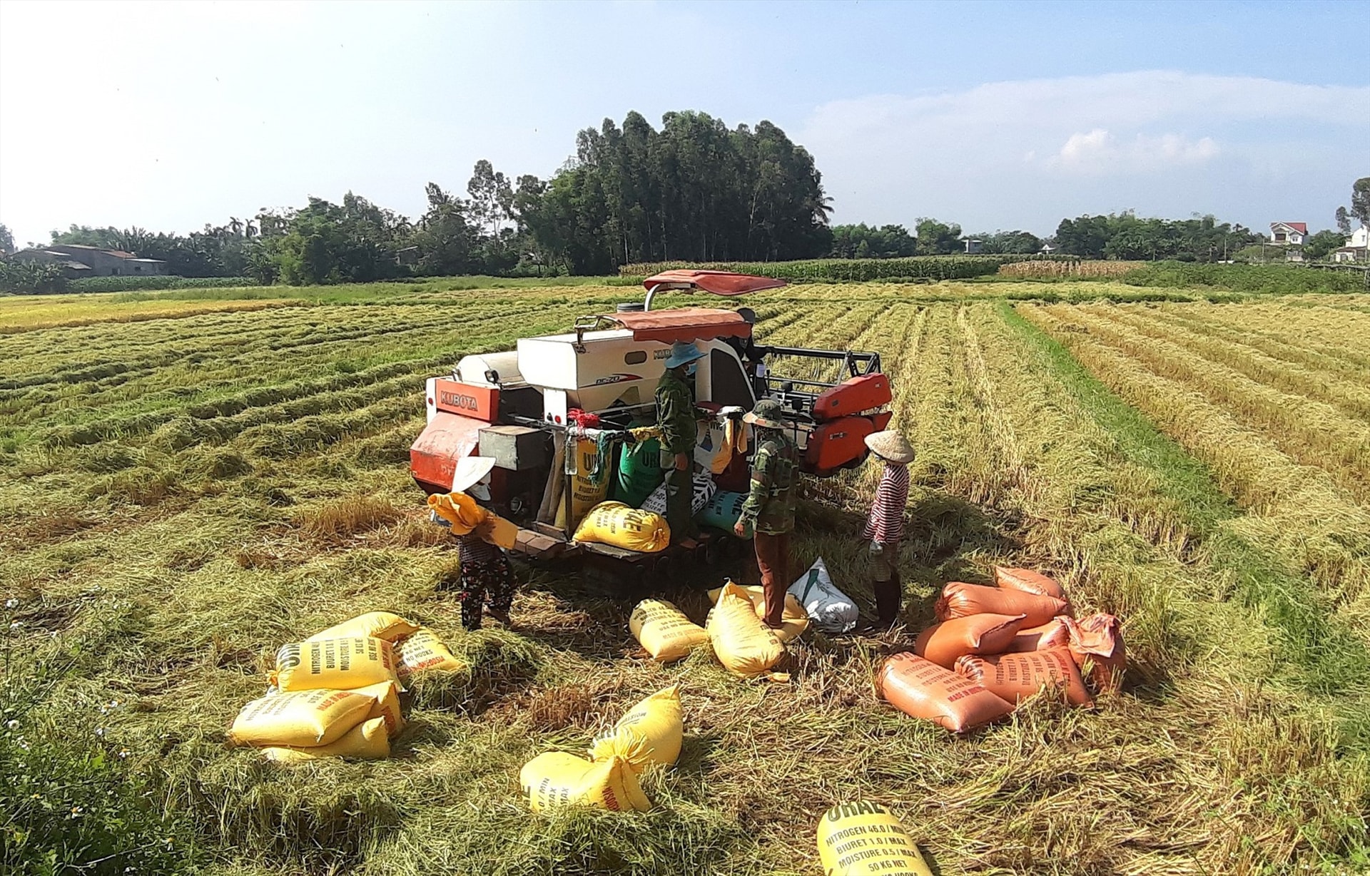 Nhiều mô hình liên kết sản xuất lúa giống và nếp thương phẩm theo hướng hàng hóa ở Duy Xuyên mang lại hiệu quả cao. Ảnh: T.P