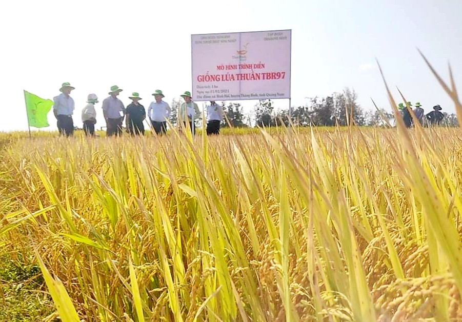 Tham quan mô hình sản xuất giống lúa thuần TBR97 tại xã Bình Hải (Thăng Bình).  Ảnh: N.P