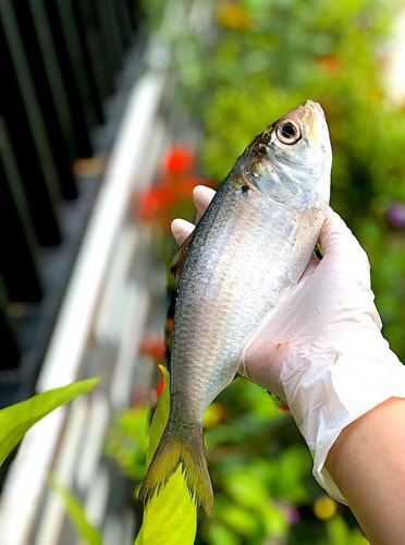 Cá mòi trông giống như cá trích, vảy li ti, thân dẹp, dài, nhiều xương nhỏ, thịt hơi dai. Ảnh: chosachaloha.vn