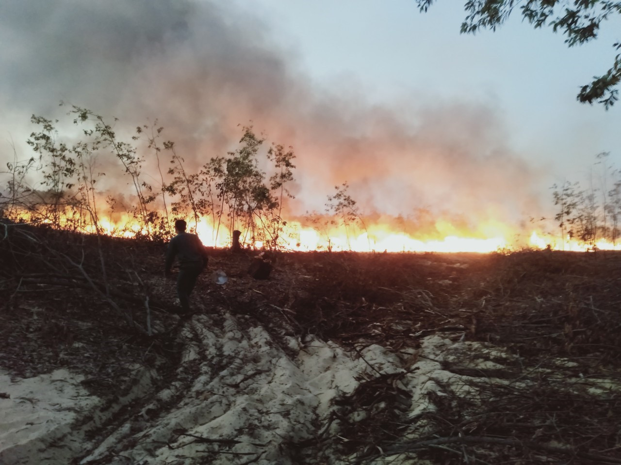 Hiện trường cháy rừng ven biển tại xã Bình Nam, Thăng Bình hồi cuối tháng 2. Ảnh: H.P