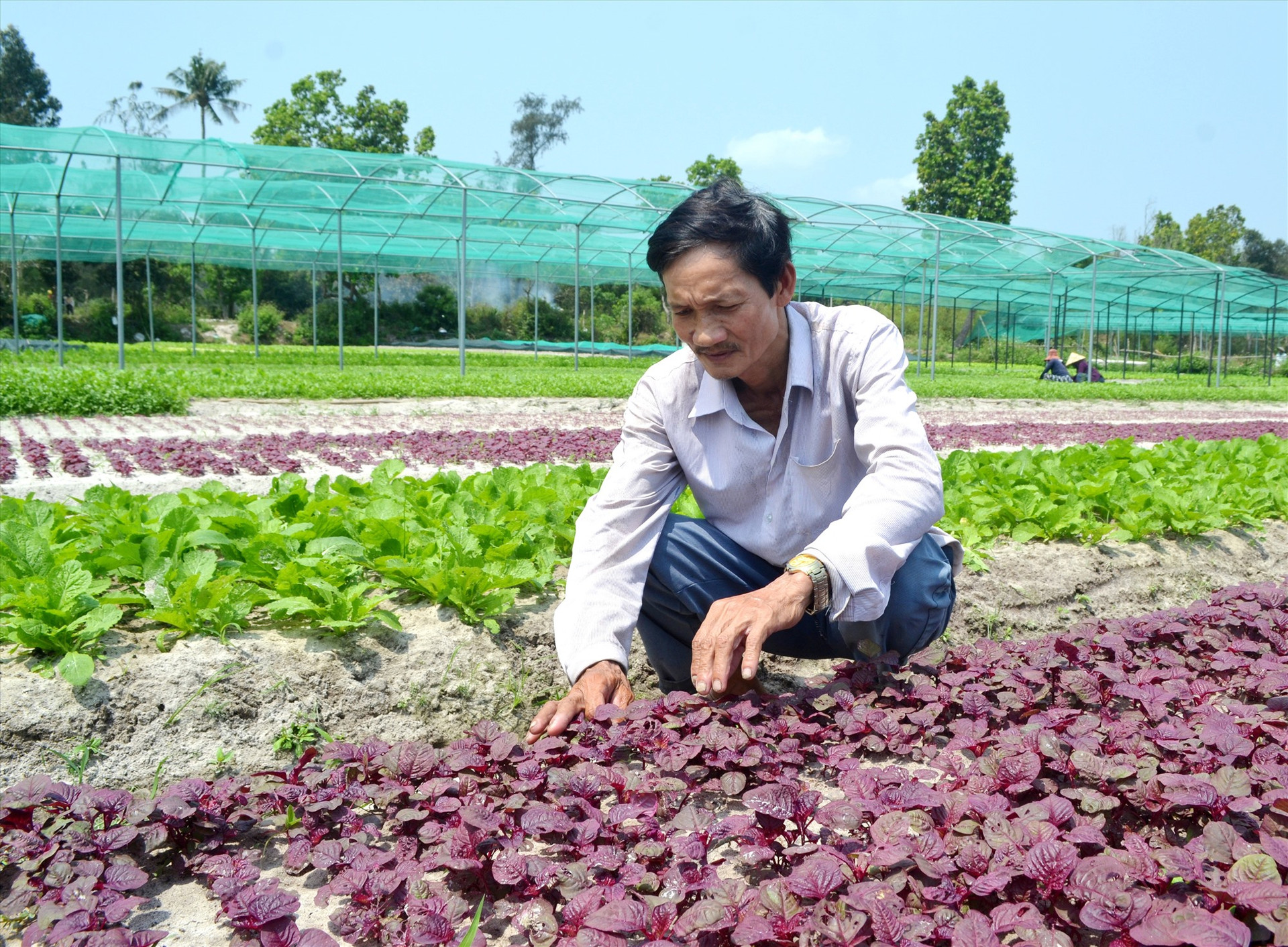 Rau Hưng Mỹ khó tìm đầu ra. Ảnh: VIỆT NGUYỄN