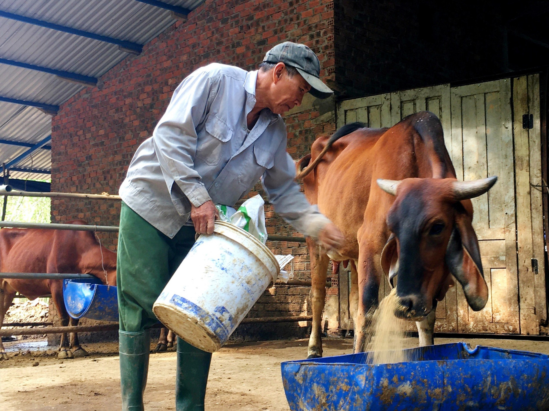 Người chăn nuôi cần thường xuyên vệ sinh chuồng trại và phun hóa chất diệt côn trùng để hạn chế sự lây lan của vi rút gây bệnh viêm da nổi cục. Ảnh: N.S