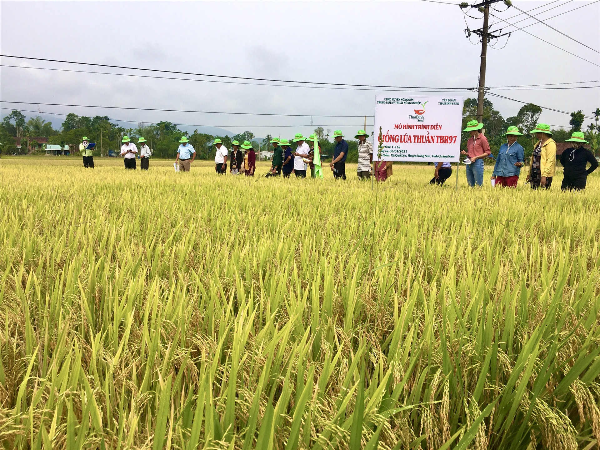 Mô hình khảo nghiệm giống lúa mới TBR97 tại xã Quế Lộc (huyện Nông Sơn) cho năng suất cao. Ảnh: LÊ THÔNG