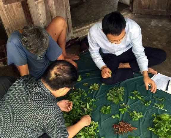 Nghiên cứu một số loại rau rừng, lá uống hỗ trợ tiêu hóa, tim mạch, an thần tại Cù Lao Chàm. Ảnh: CTV