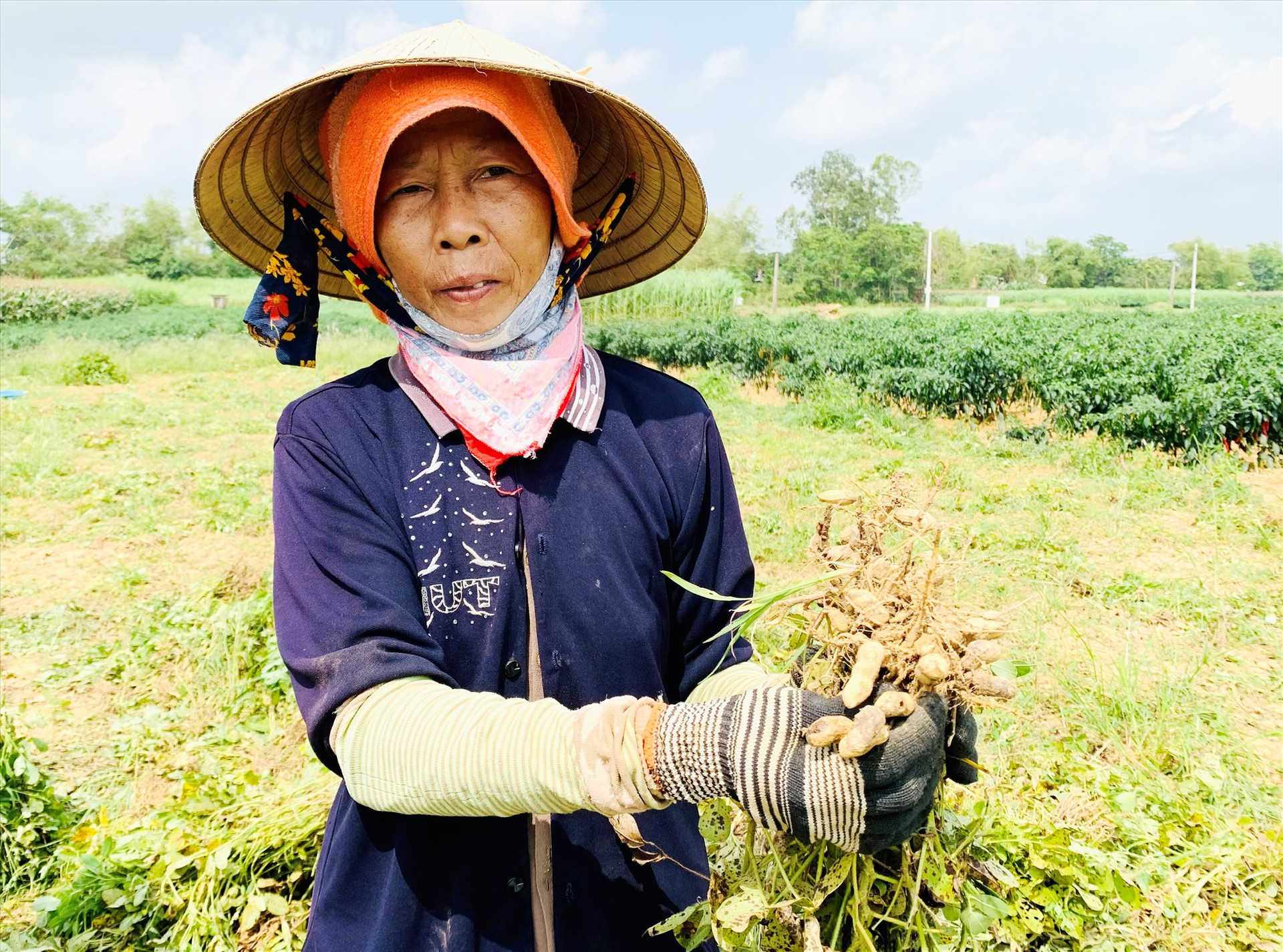 Nhiều hộ dân ở Duy Xuyên cho biết năng suất đậu phụng tụt giảm so với đông xuân năm ngoái. Ảnh: T.L