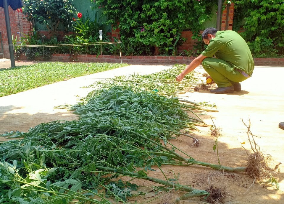 Công an đang kiểm đếm số cây cần sa.