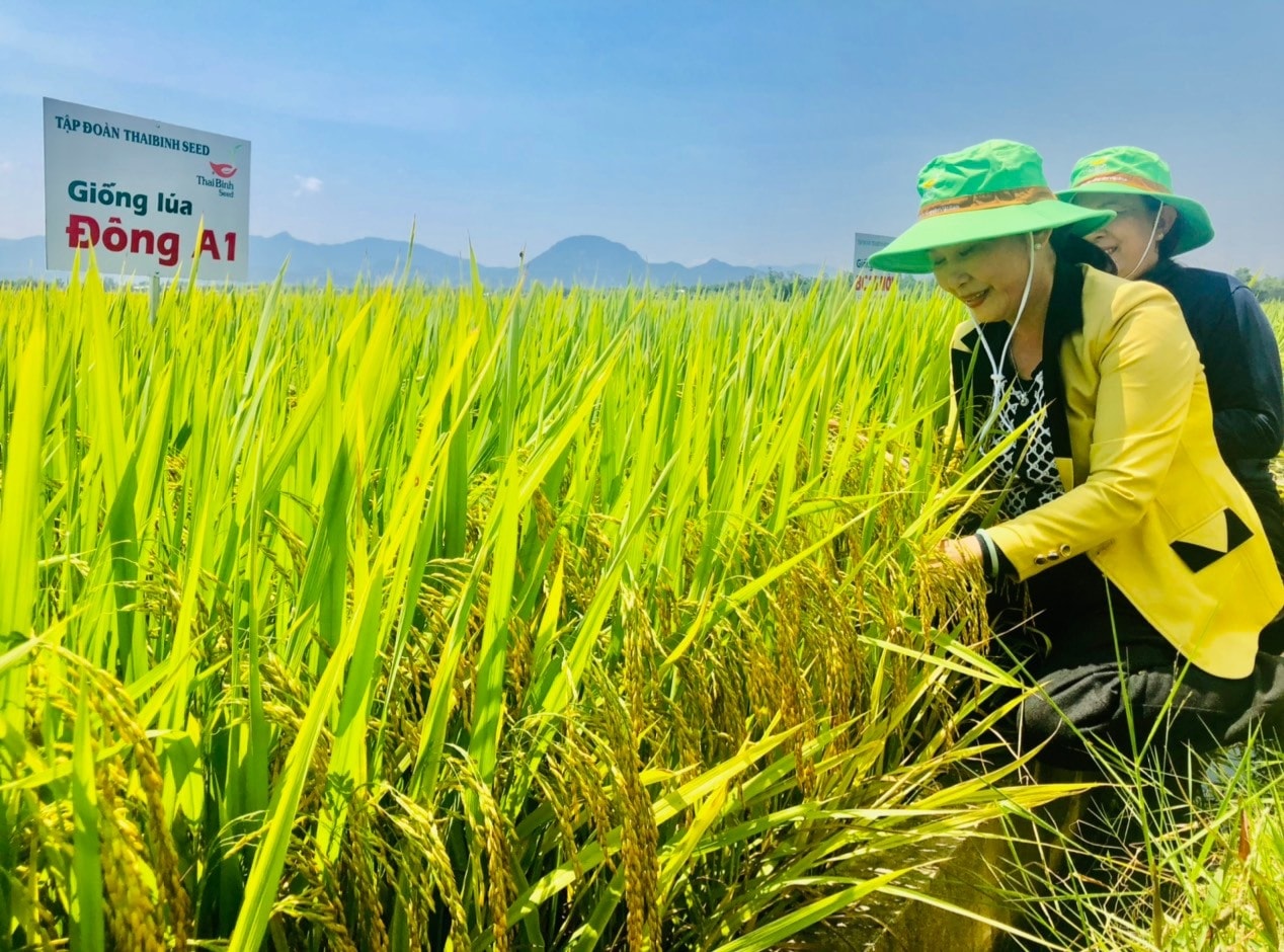 Các địa phương cần tập trung xây dựng mô hình cánh đồng mẫu lớn và đẩy mạnh việc liên kết sản xuất giống lúa hàng hóa theo phương thức doanh nghiệp bao tiêu sản phẩm. Ảnh: N.P