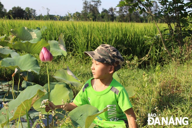 Hương lúa trổ đòng, ngậm sữa quyện vào hương sen làm nên thứ mùi hương riêng có của thôn quê. Ảnh: THIÊN LAM