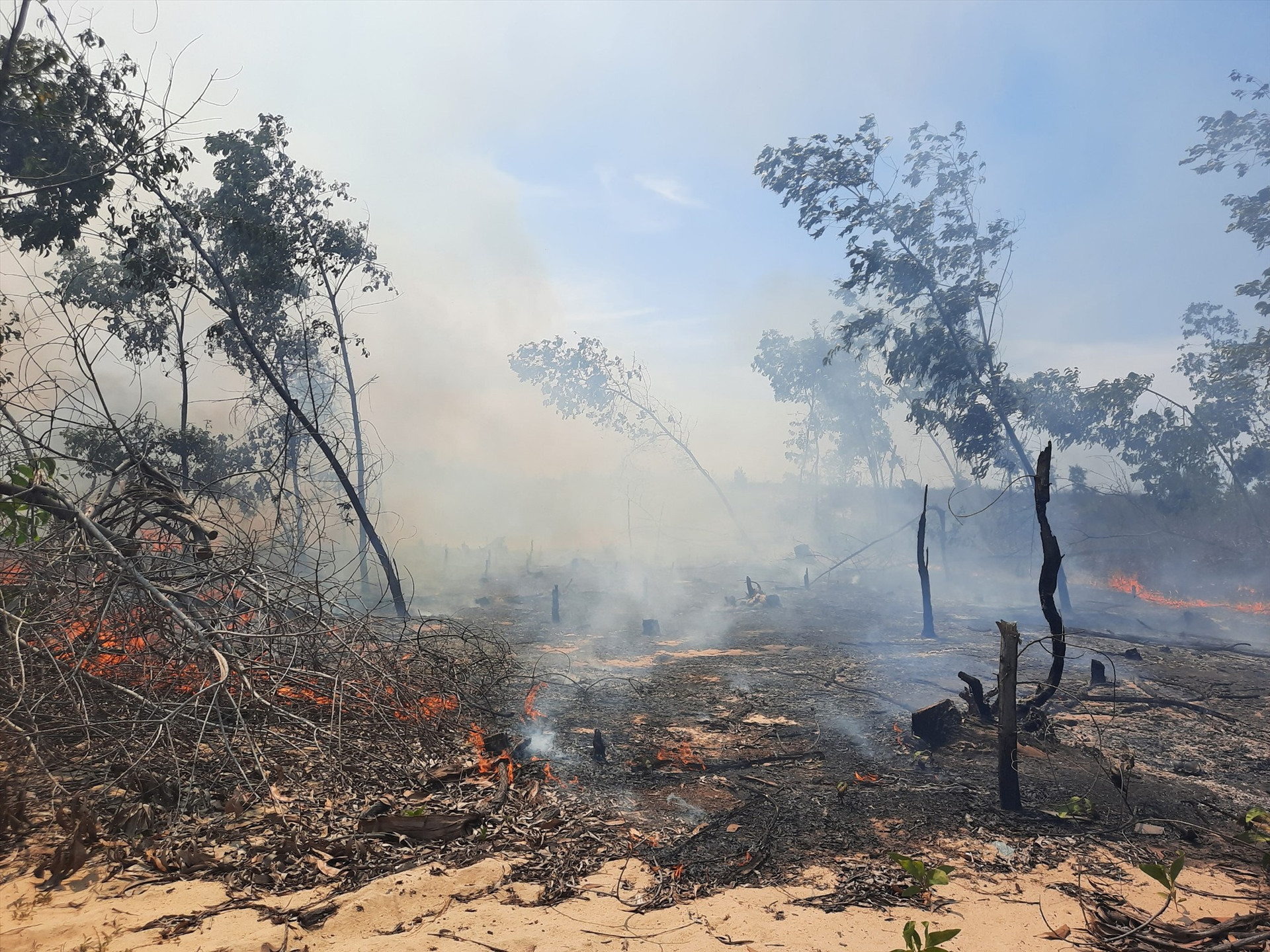 Khu vực rừng trồng ven biển huyện Thăng Bình thời gian gần đây liên tục xảy ra các vụ cháy lớn. Ảnh: HỒ QUÂN