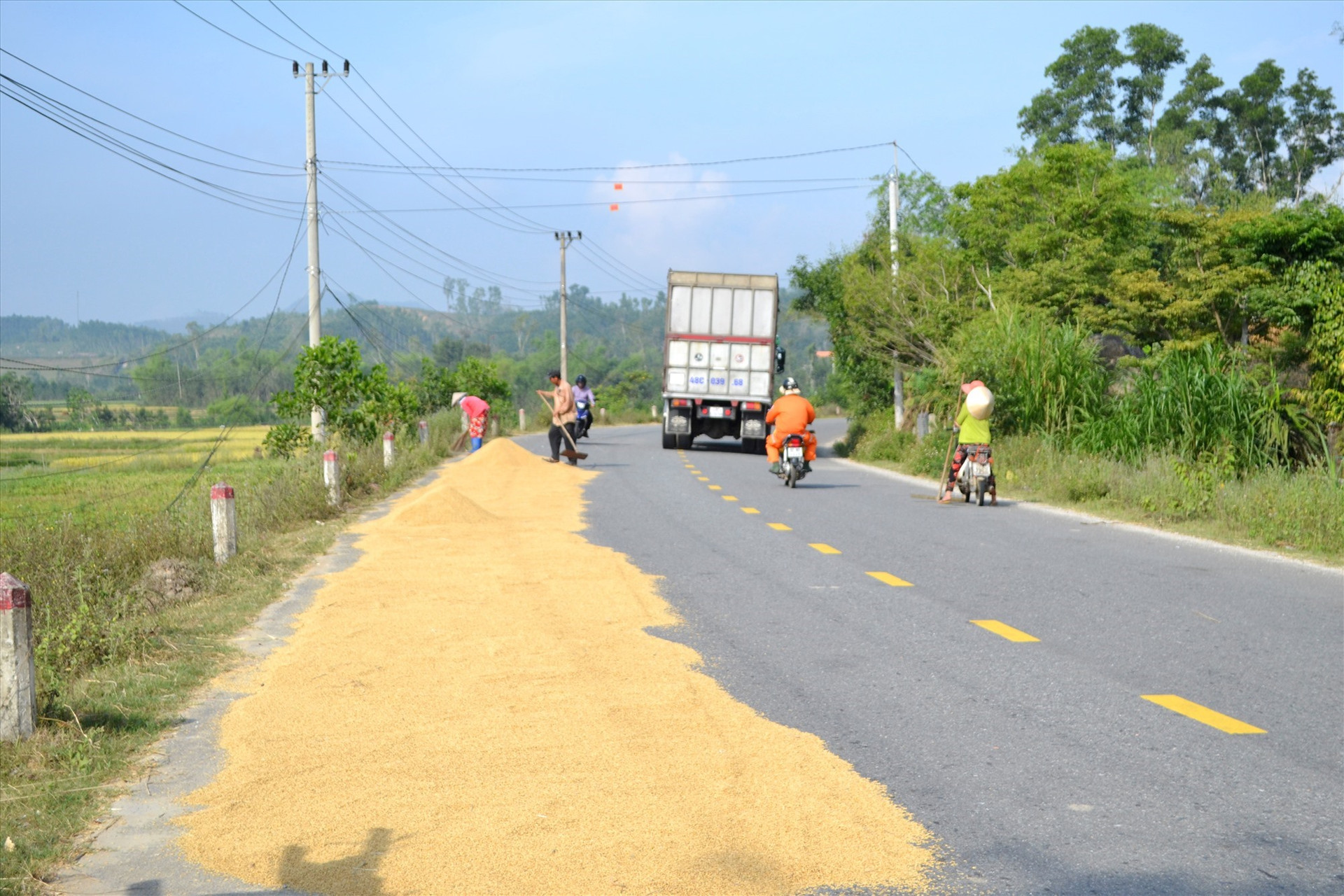 Sử dụng đường dành cho giao thông để phơi lúa tại xã Tam Vinh (Phú Ninh). Ảnh: CT