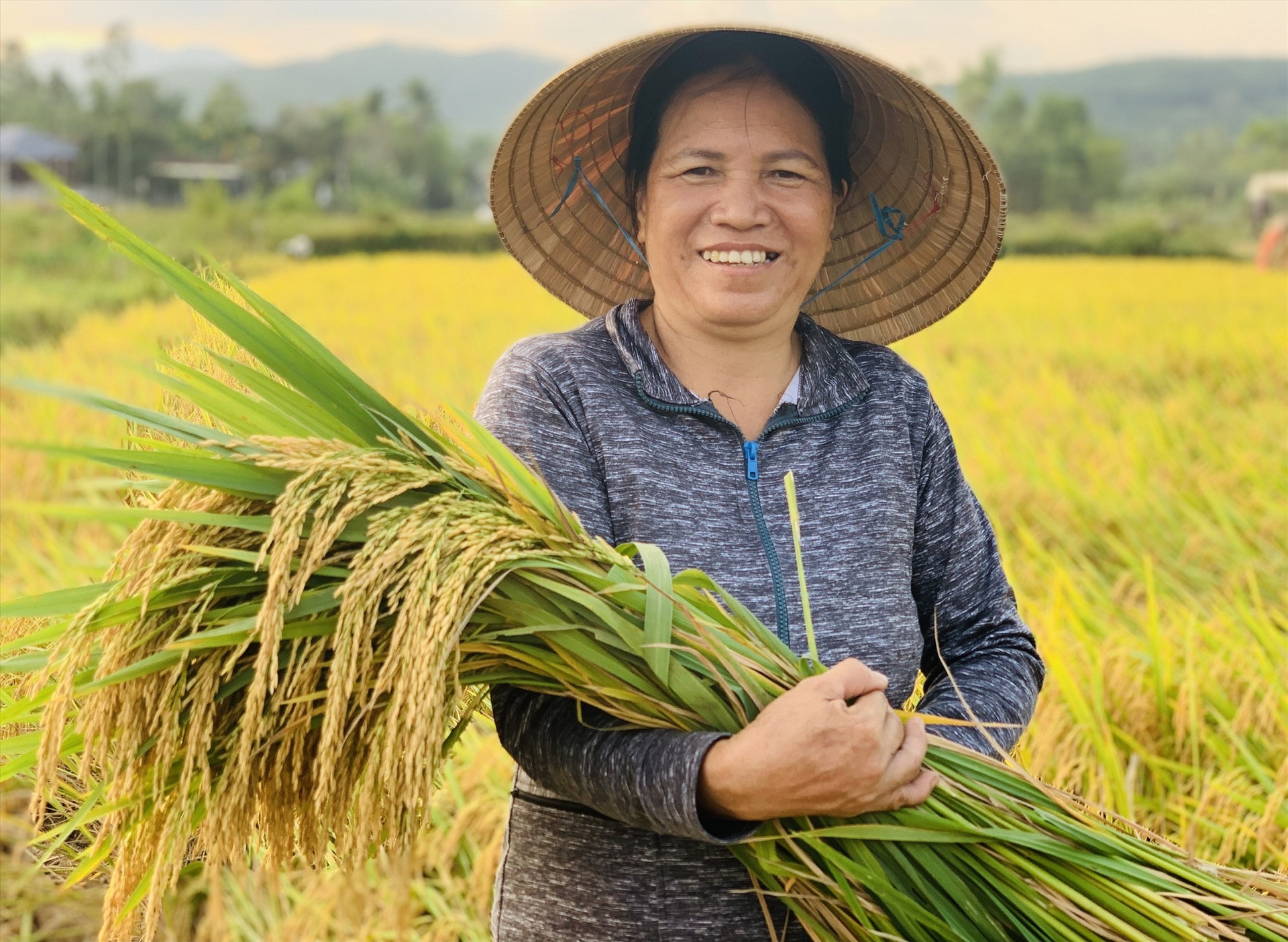 Bà Nguyễn Thị Vinh ở thôn Cang Đông (Quế Châu, Quế Sơn) phấn khởi khi vụ này năng suất lúa đạt 350kg/sào, tăng 90kg so với đông xuân năm ngoái.    Ảnh: T.P