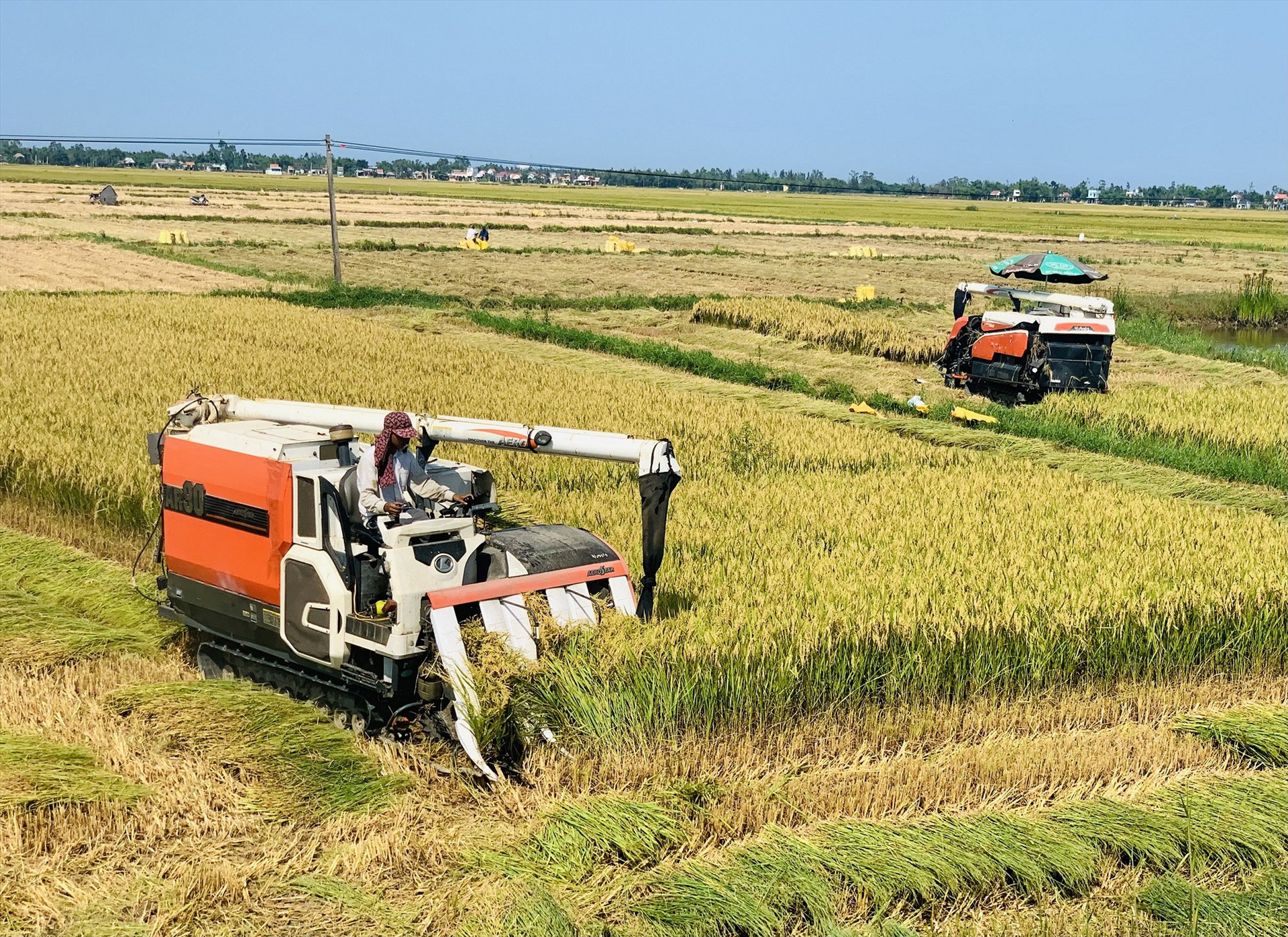Nhờ huy động tối đa phương tiện cơ giới nên tiến độ thu hoạch lúa ở nhiều nơi diễn ra rất nhanh và góp phần giảm tổn thất sản lượng.  Ảnh: T.P