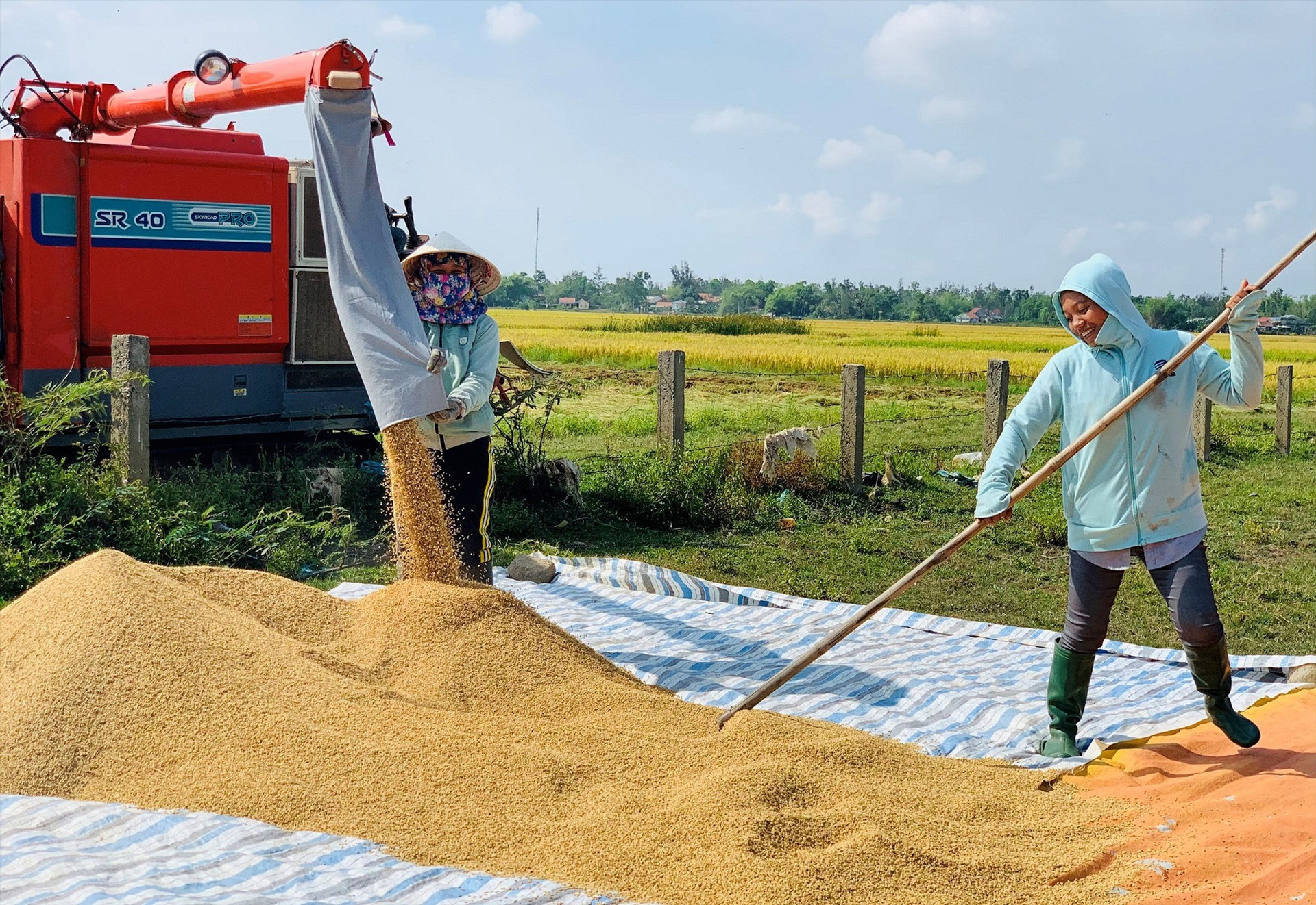 Tại một số vùng trọng điểm sản xuất lúa của Duy Xuyên, năng suất đạt gần 80 tạ/ha.    Ảnh: T.P