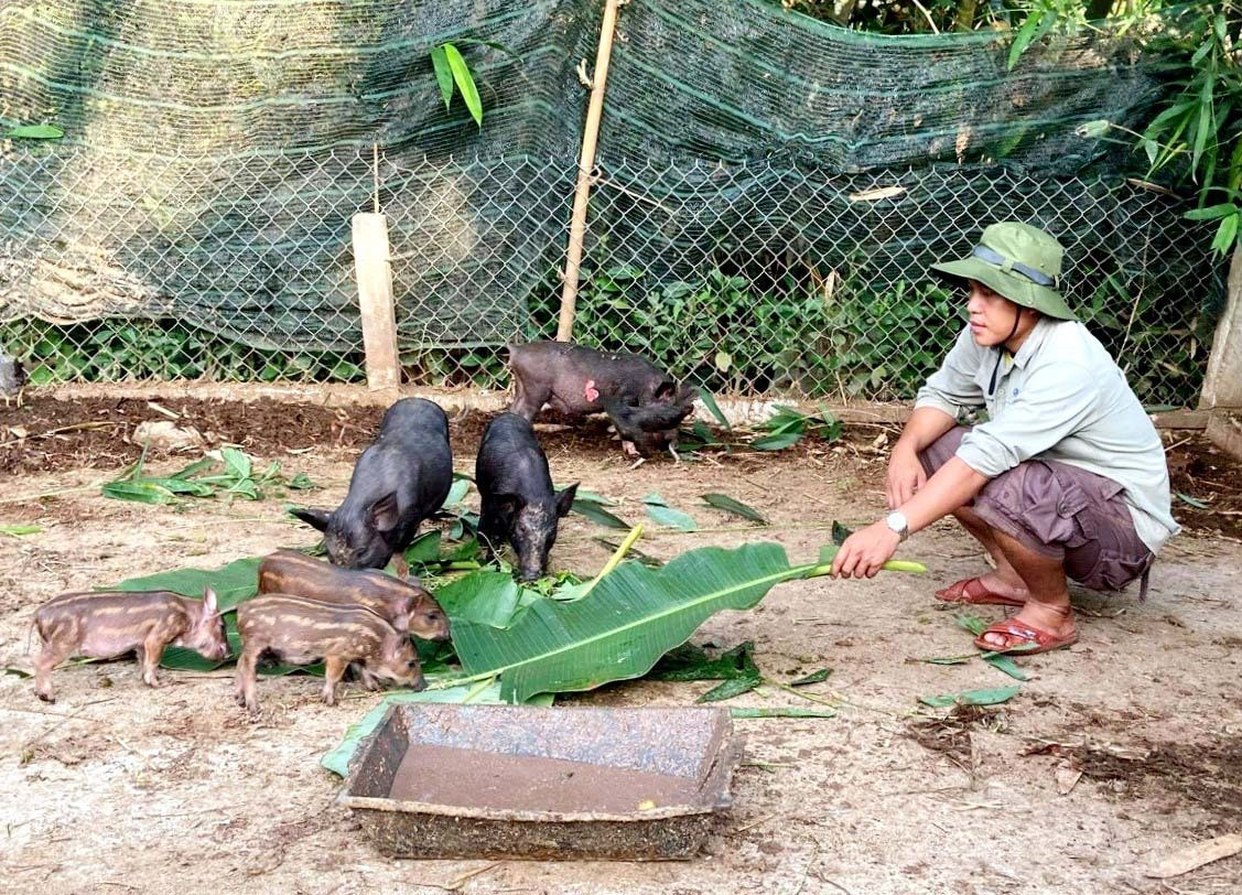 Chăn nuôi heo cỏ địa phương trở thành mô hình hiệu quả trong công tác giảm nghèo ở Nam Giang. Ảnh: B.H