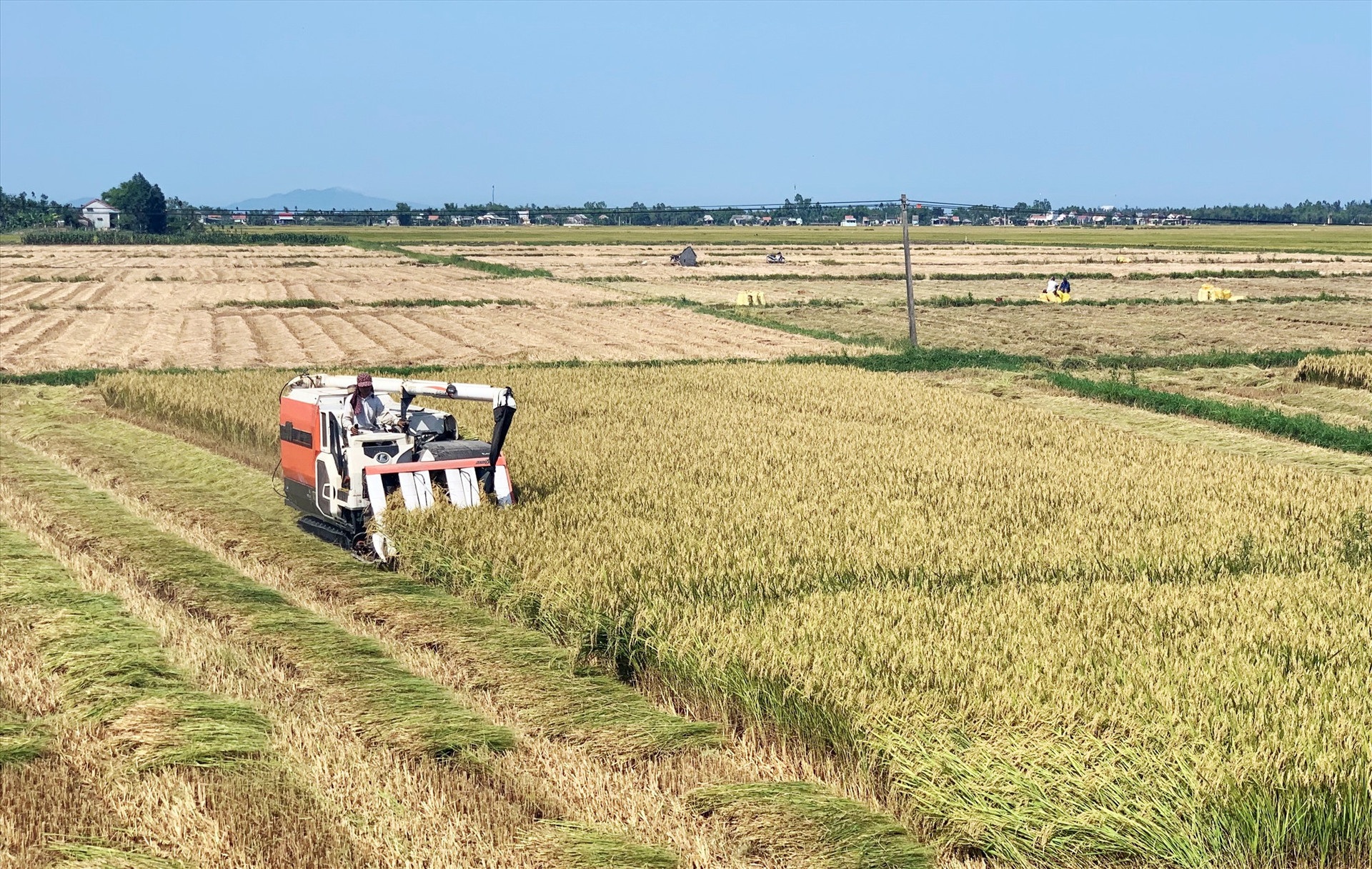 Nhiều địa phương tập trung đẩy nhanh tiến độ thu hoạch lúa đông xuân để triển khai làm đất gieo sạ vụ hè thu 2021. Ảnh: VĂN SỰ