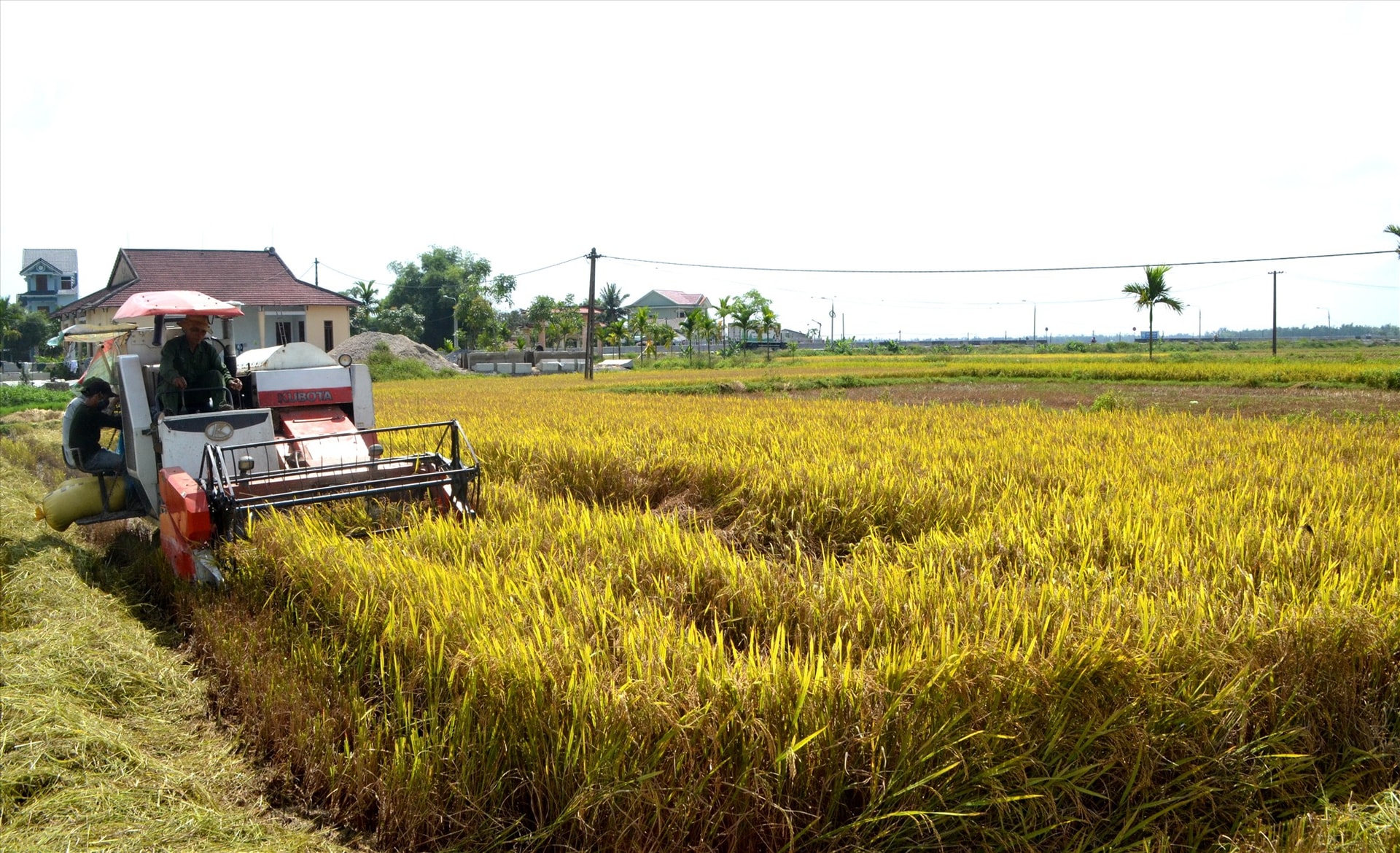 Cơ giới hóa đã giúp cho liên kết sản xuất nông nghiệp ở Thăng Bình thuận lợi. Ảnh: Q.VIỆT