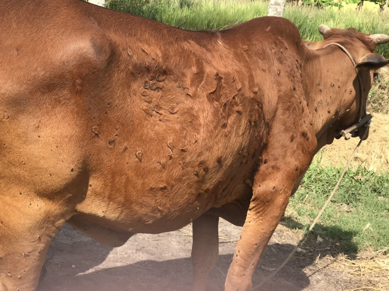 Một con bò mắc bệnh viêm da nổi cục đang dần hồi phục. Ảnh: B.A